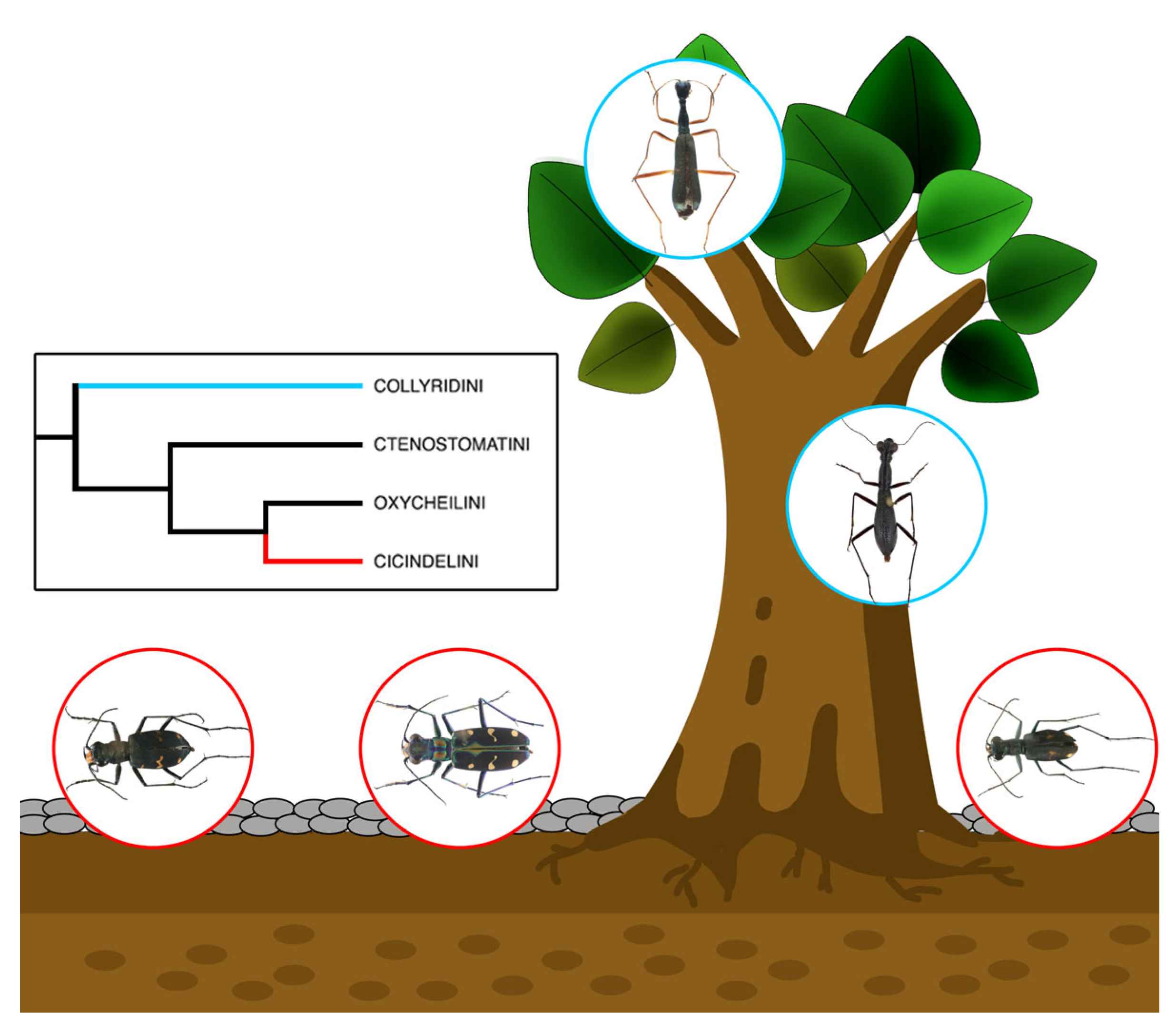 Insects 15 00650 g001
