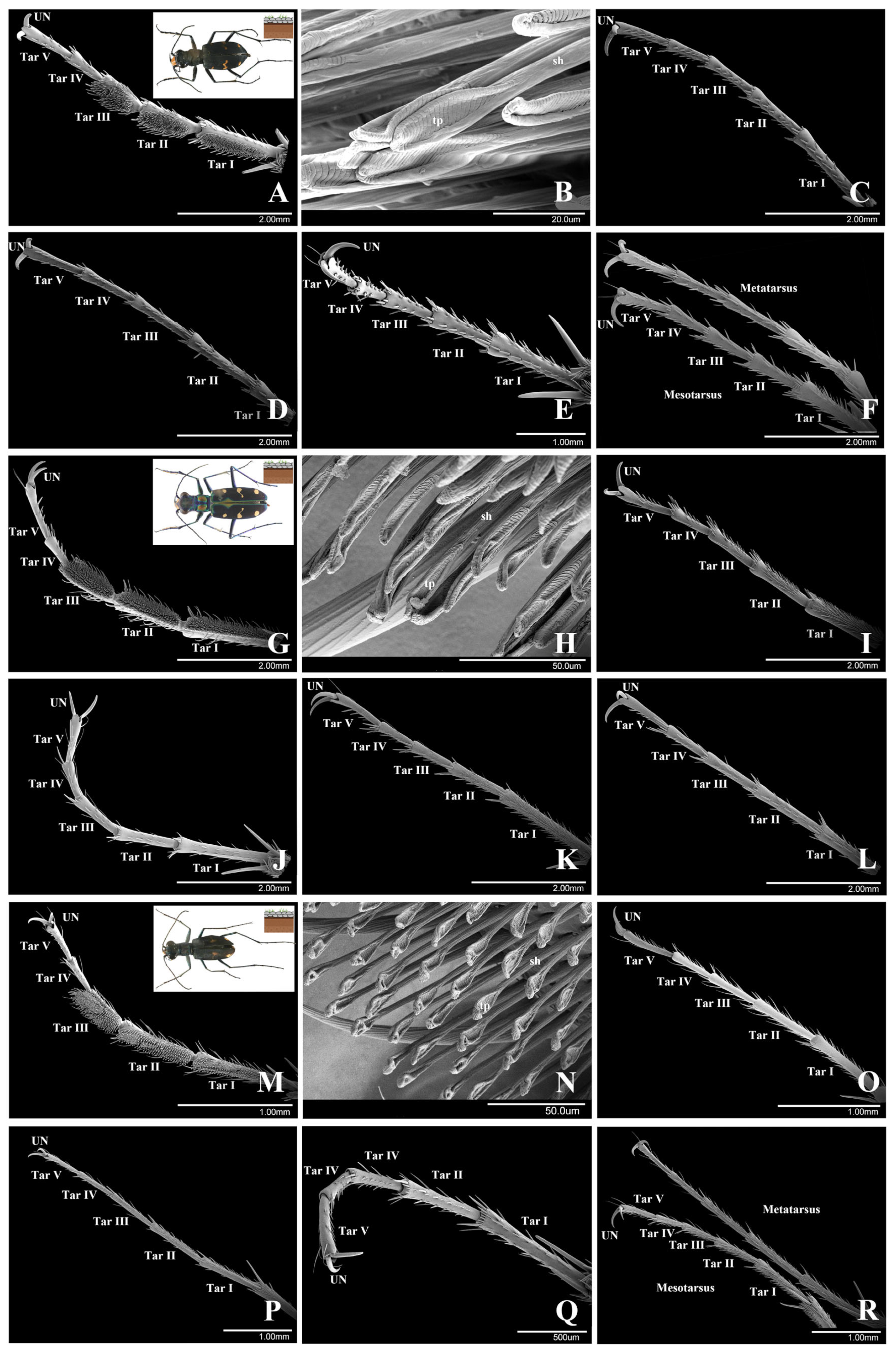 Insects 15 00650 g002