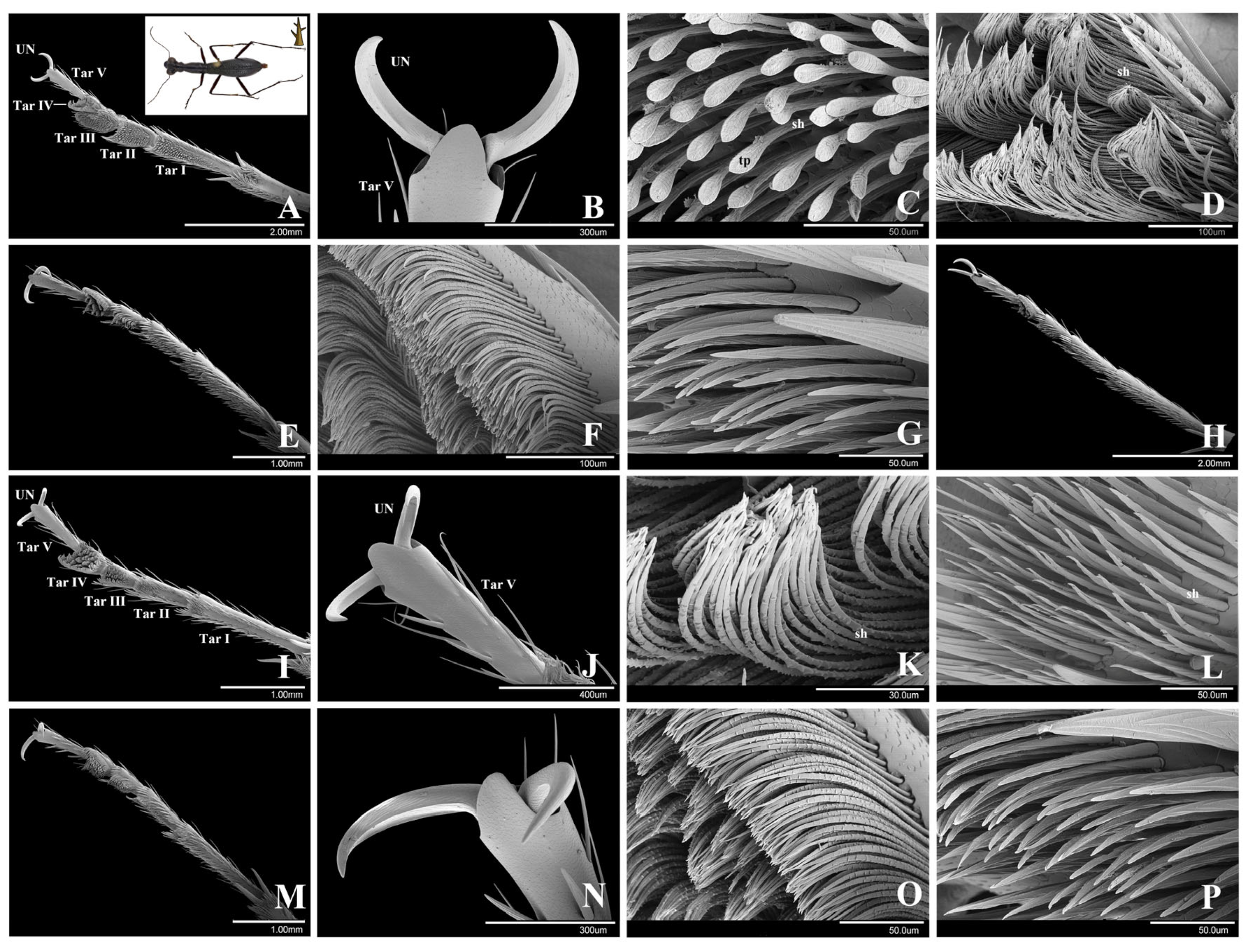 Insects 15 00650 g003