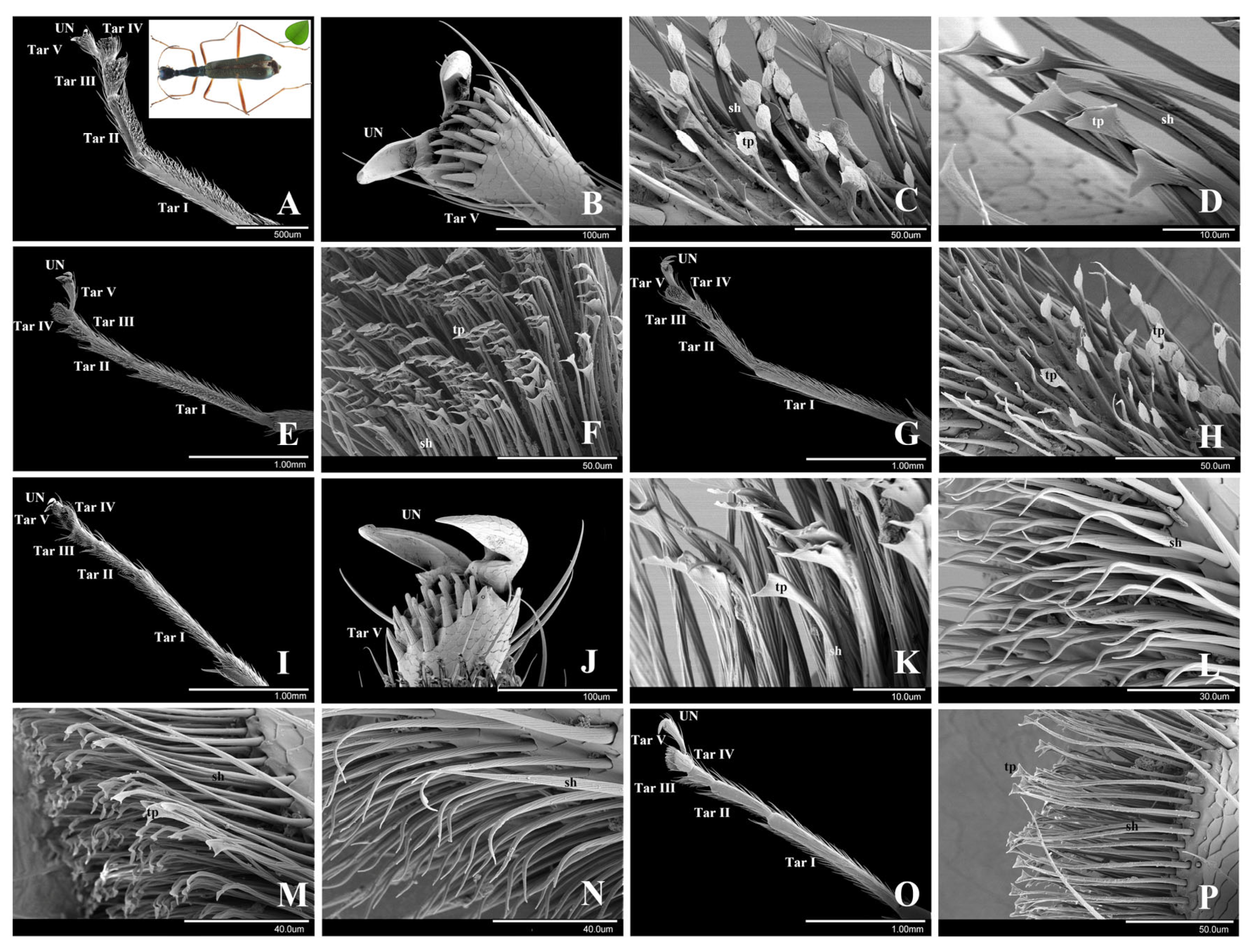 Insects 15 00650 g004