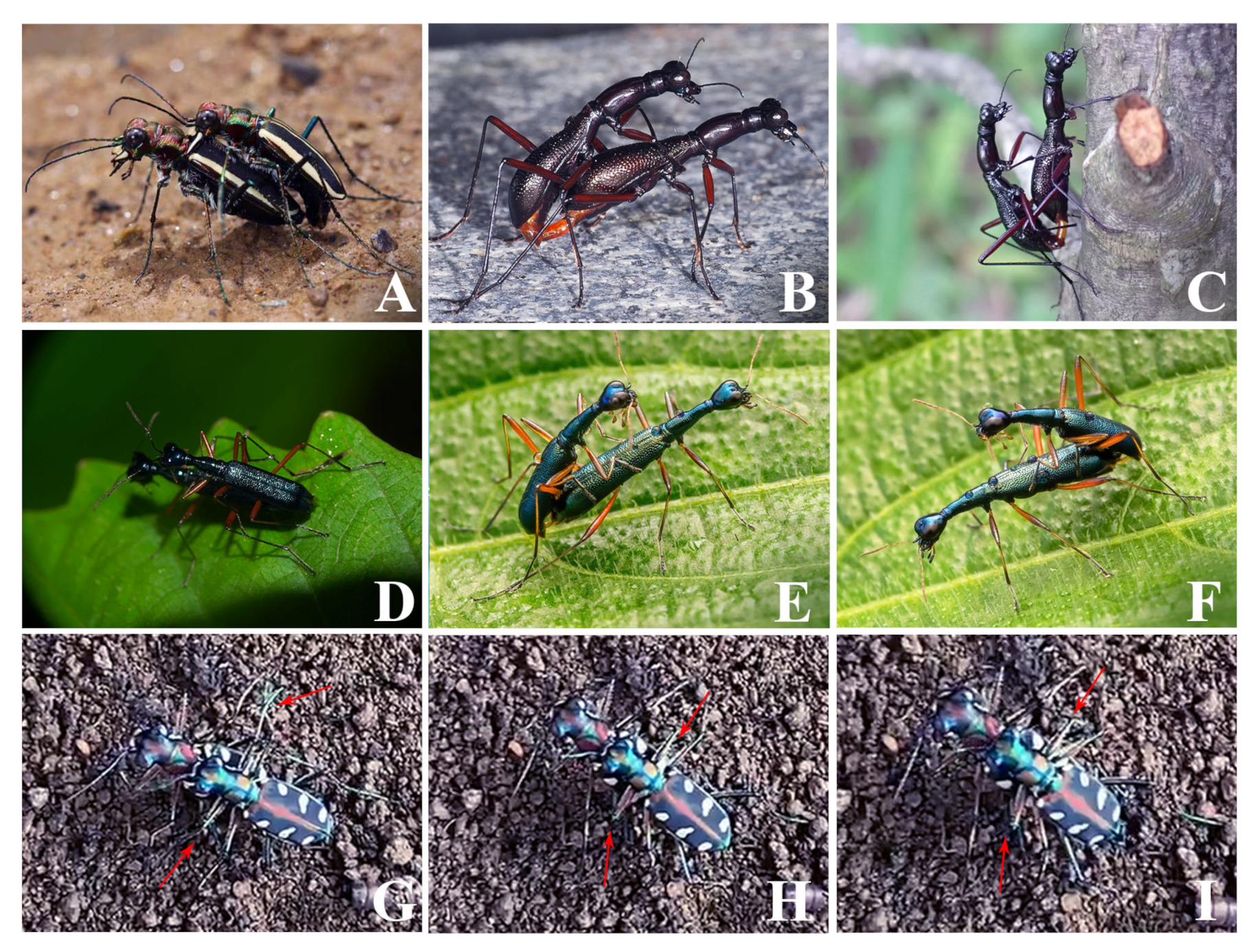 Insects 15 00650 g005