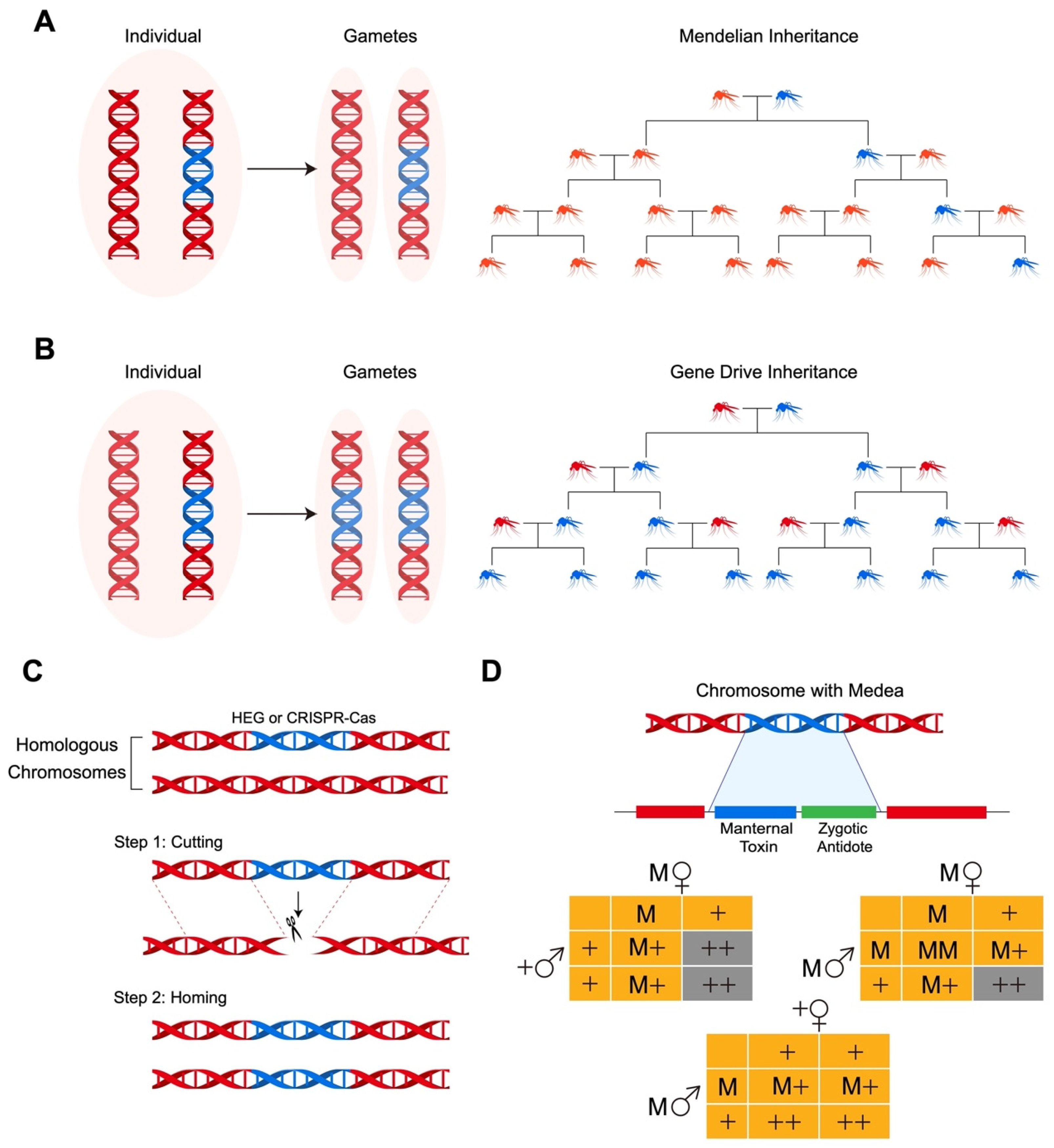 Insects 15 00653 g001