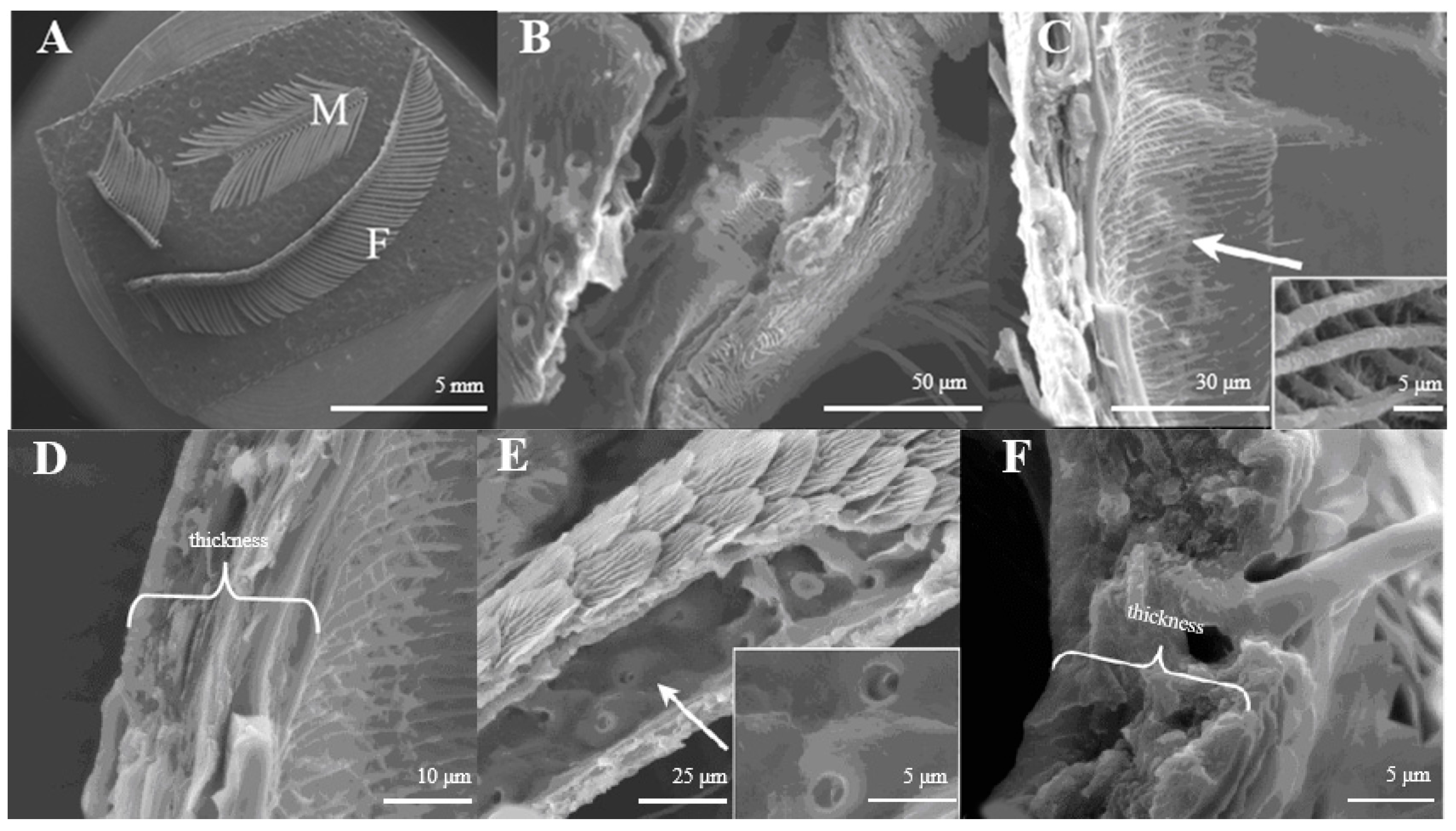 Insects 15 00655 g001