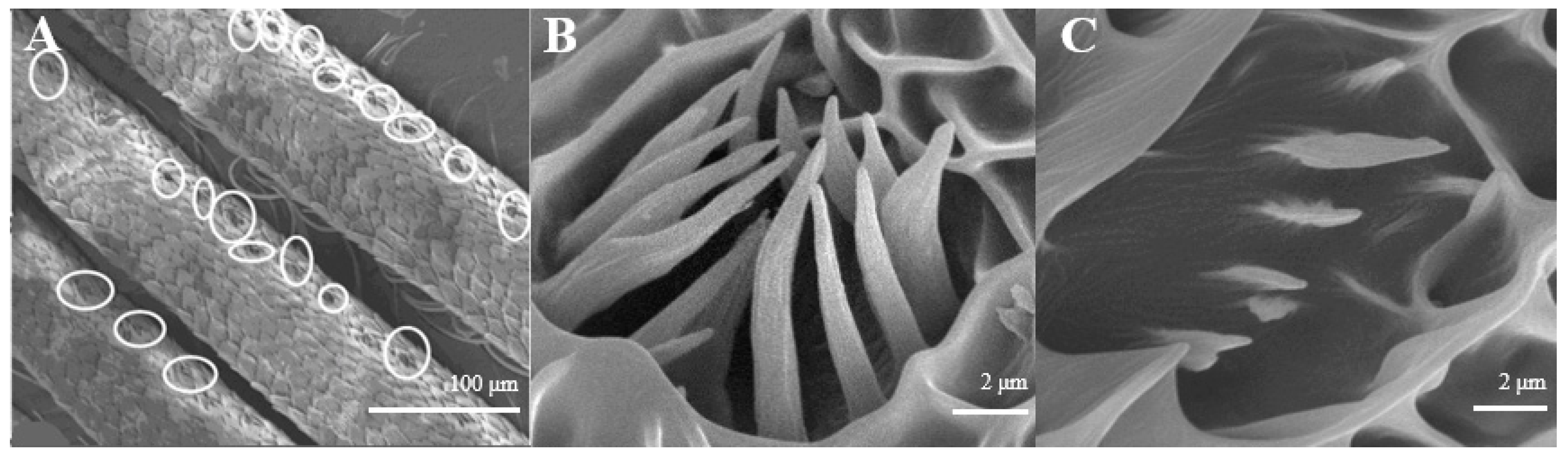 Insects 15 00655 g004