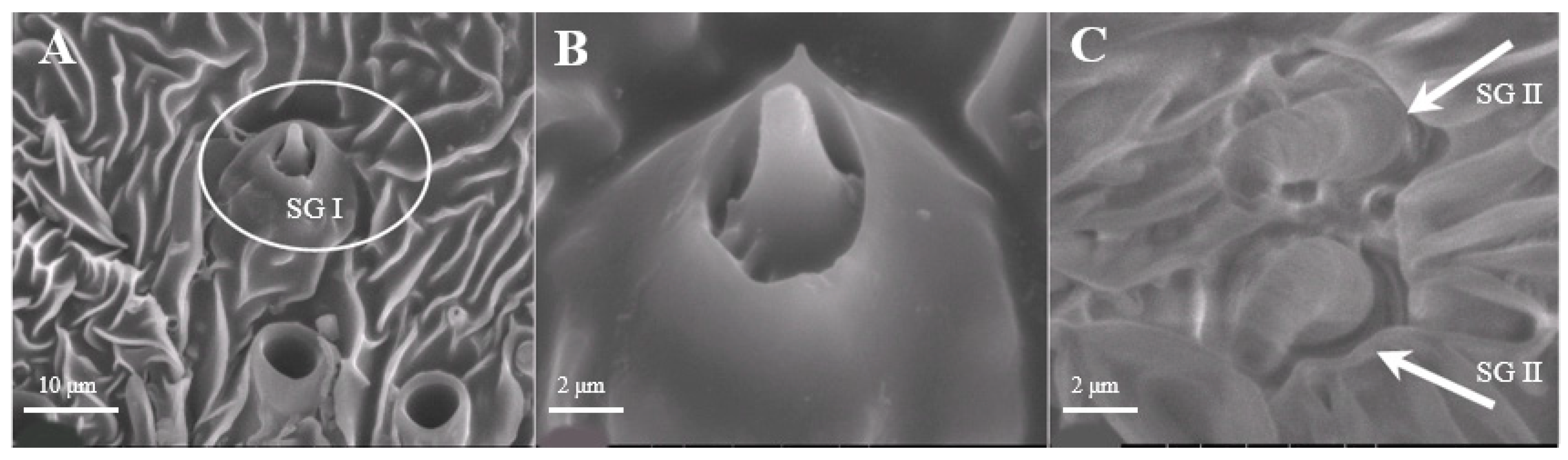 Insects 15 00655 g005