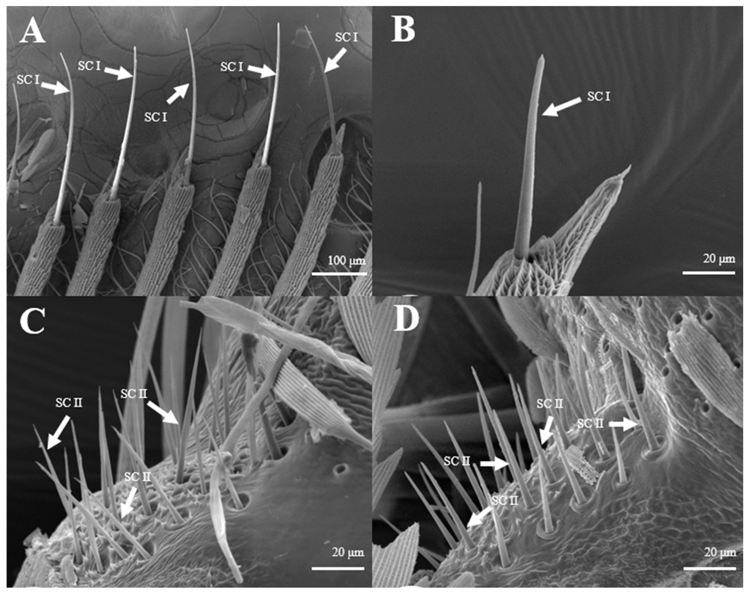 Insects 15 00655 g009