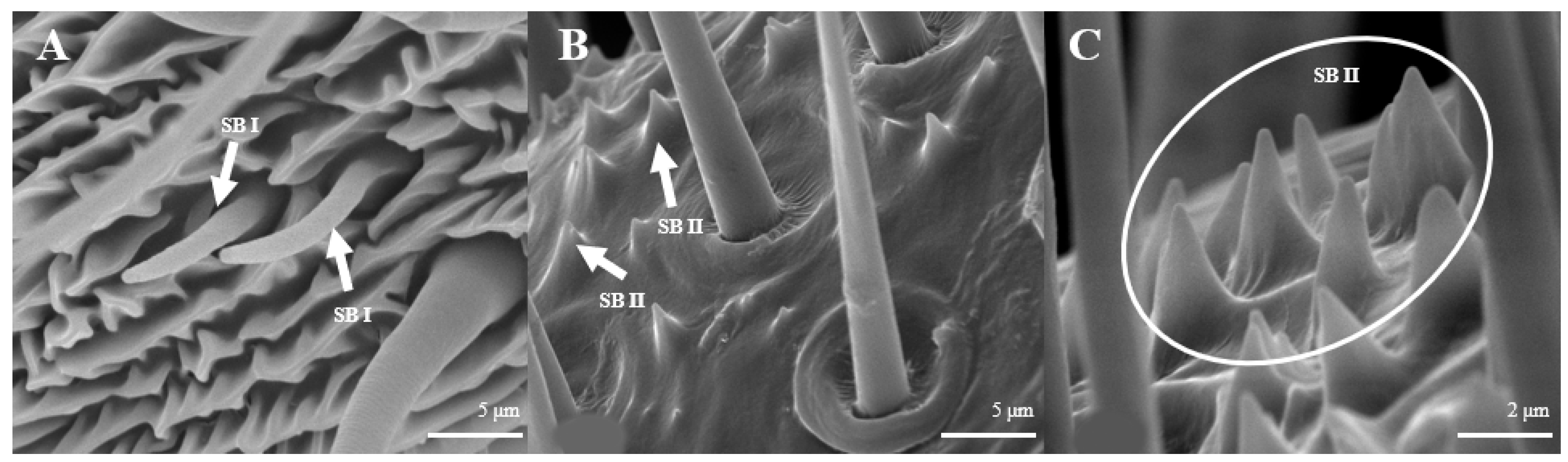 Insects 15 00655 g012