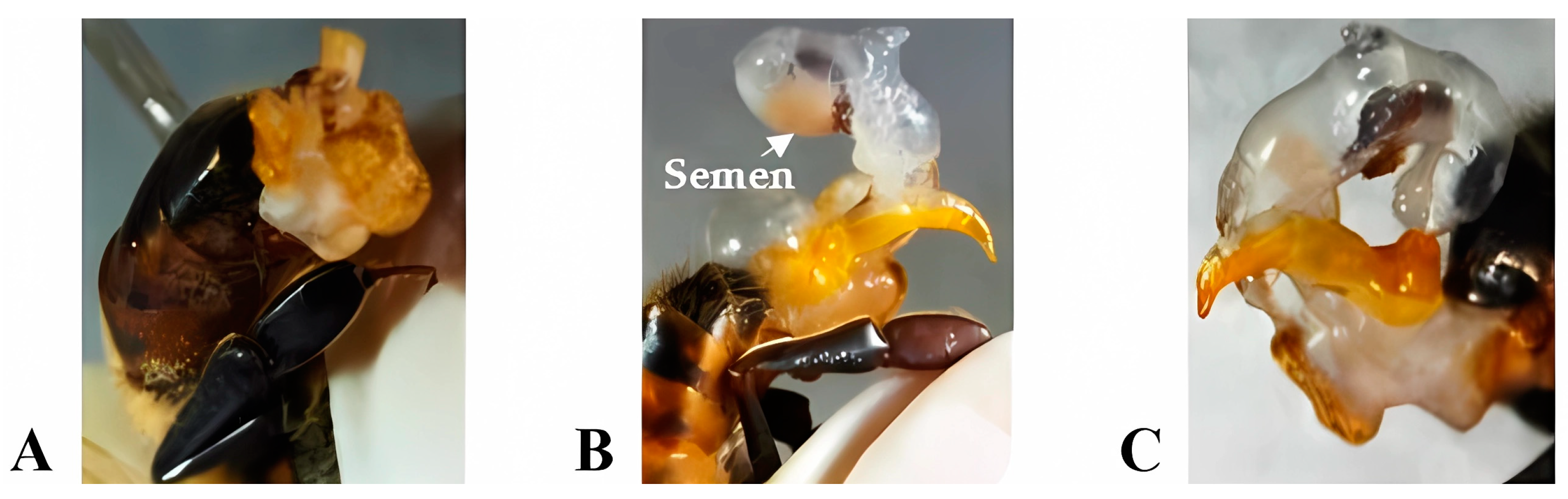 Insects 15 00676 g001 Insects 15 00676 g001