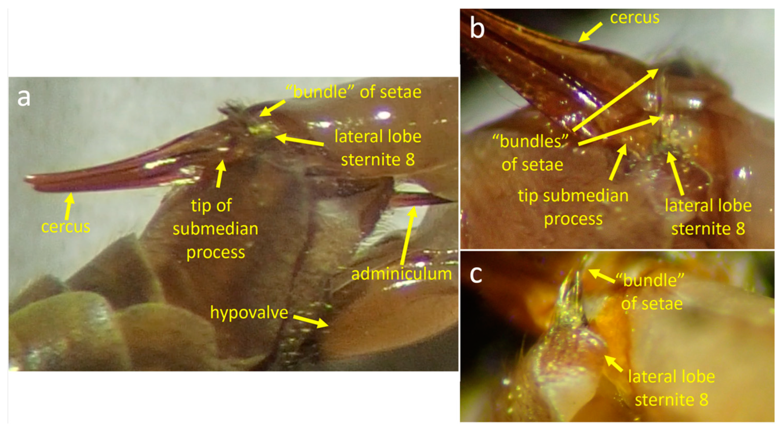 Insects 15 00680 g005 Insects 15 00680 g005