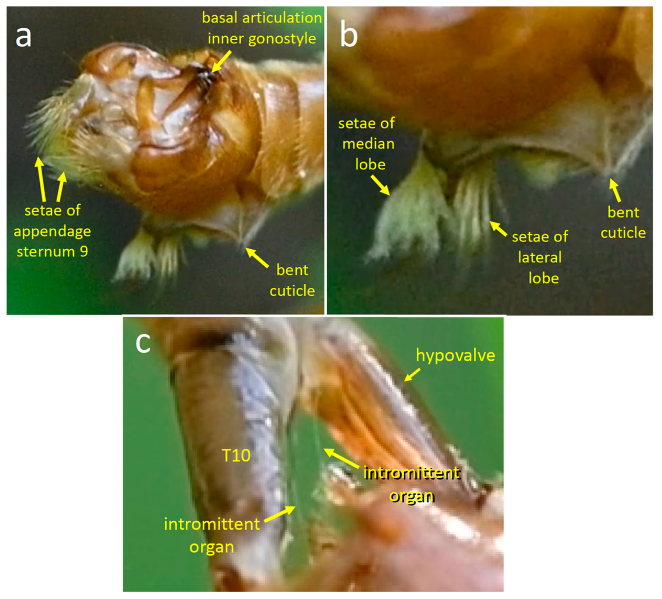 Insects 15 00680 g012 Insects 15 00680 g012