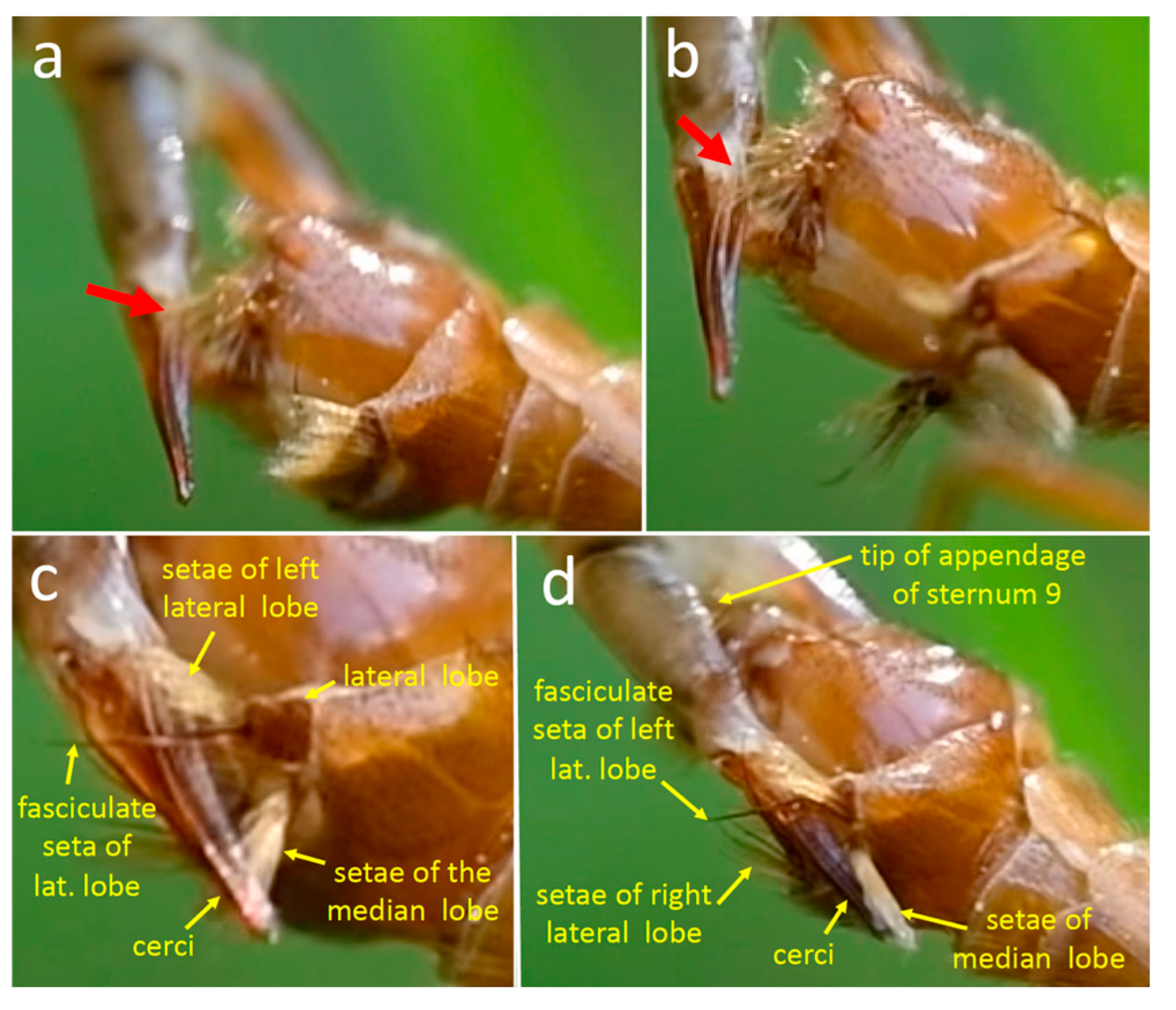 Insects 15 00680 g013 Insects 15 00680 g013