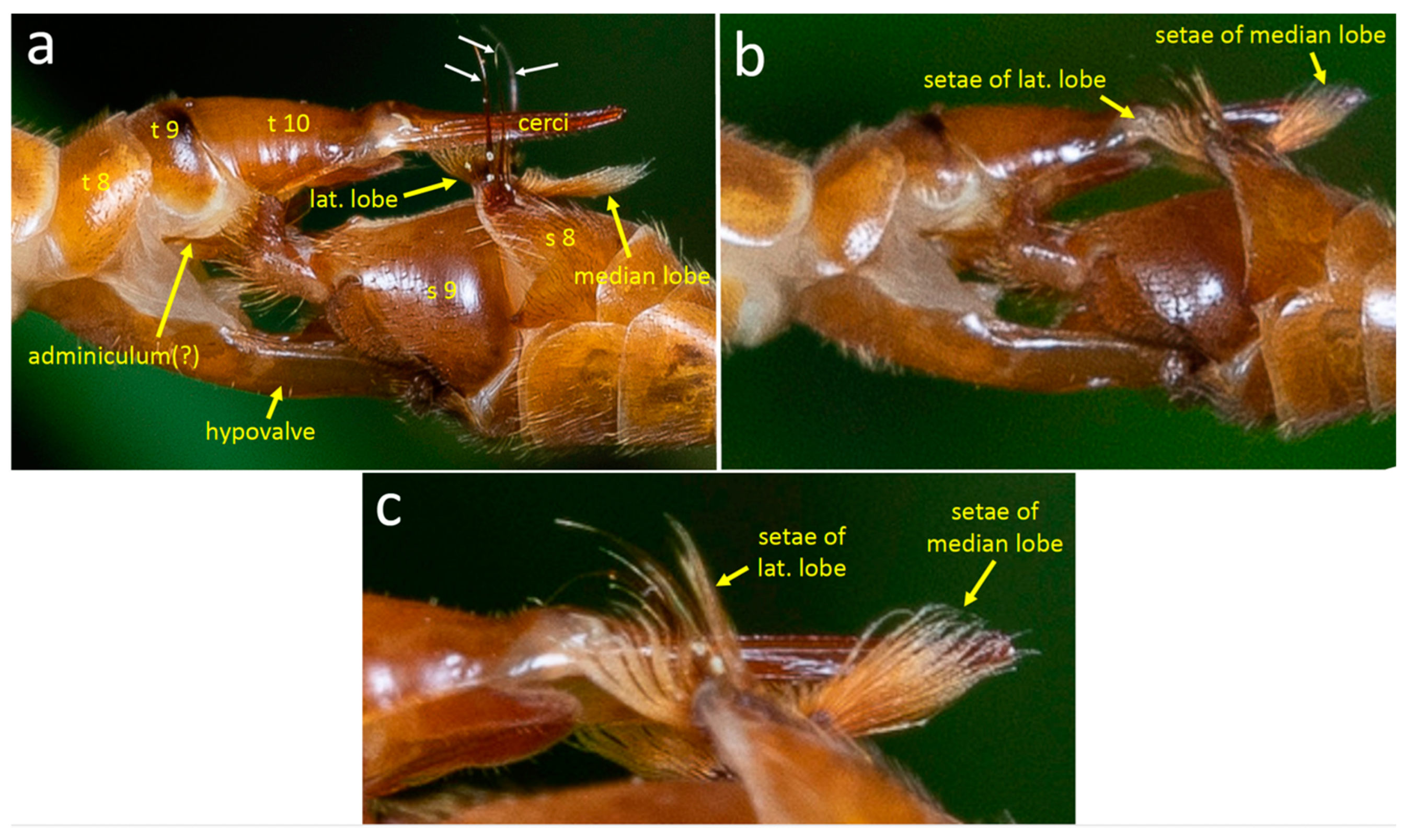 Insects 15 00680 g015 Insects 15 00680 g015