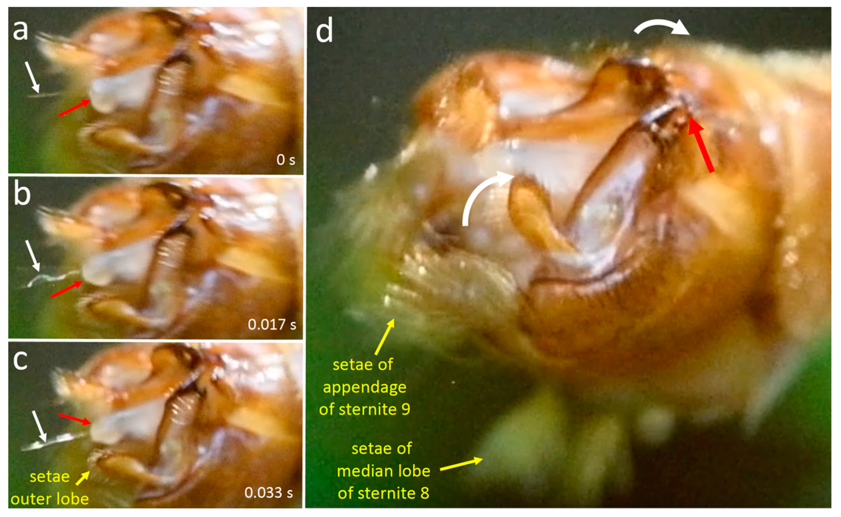 Insects 15 00680 g017 Insects 15 00680 g017