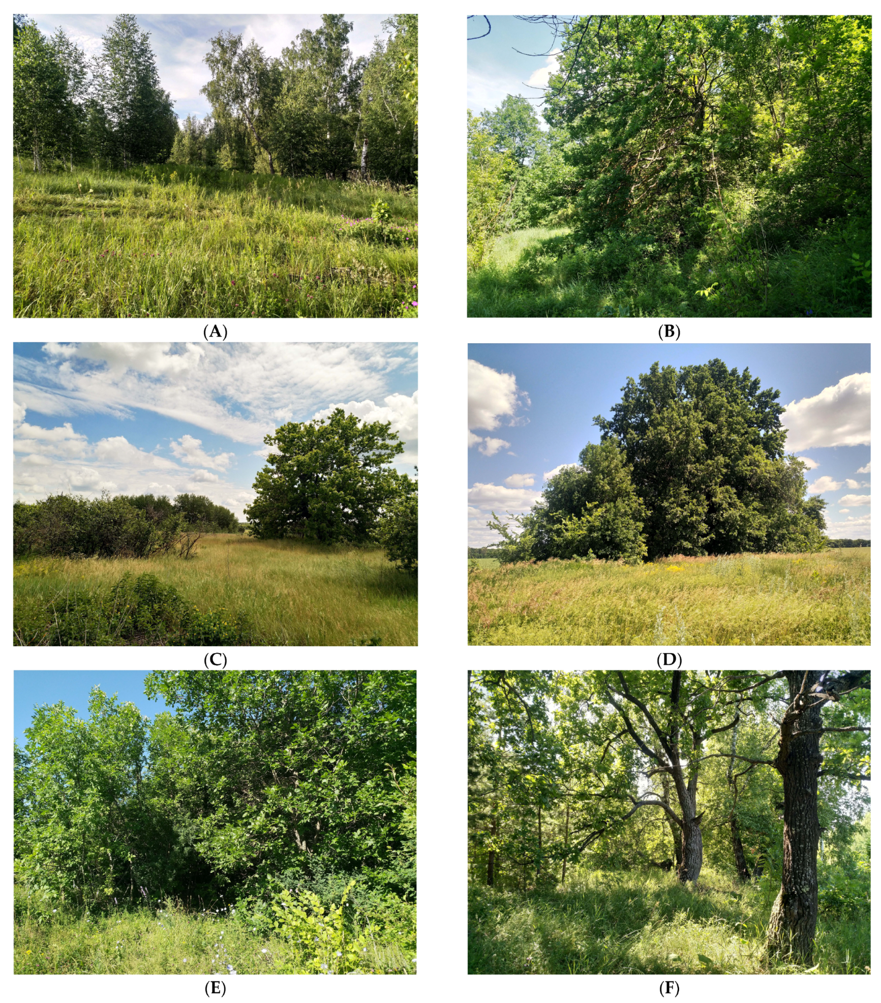 Insects 15 00695 g002