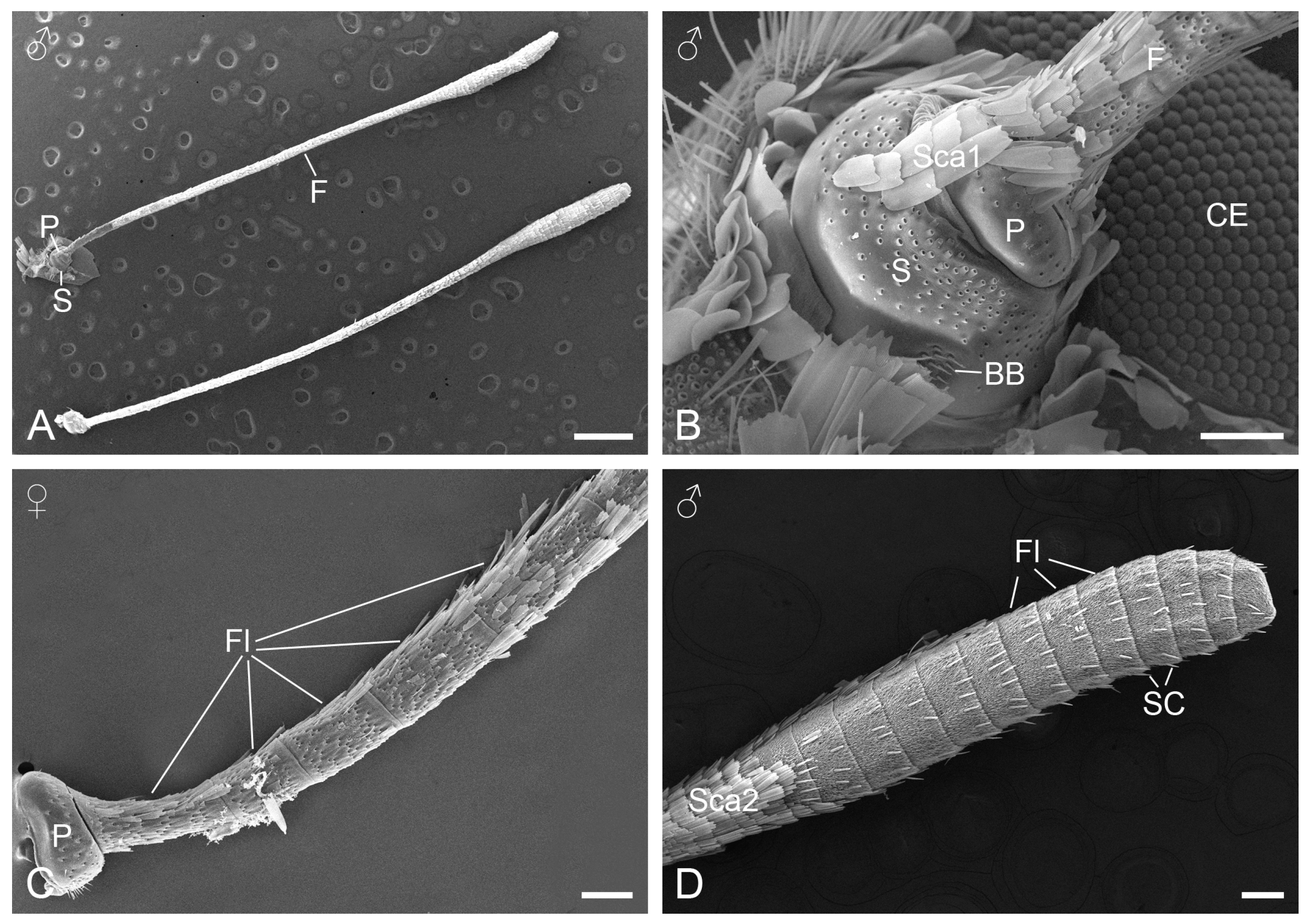 Insects 15 00698 g001 Insects 15 00698 g001