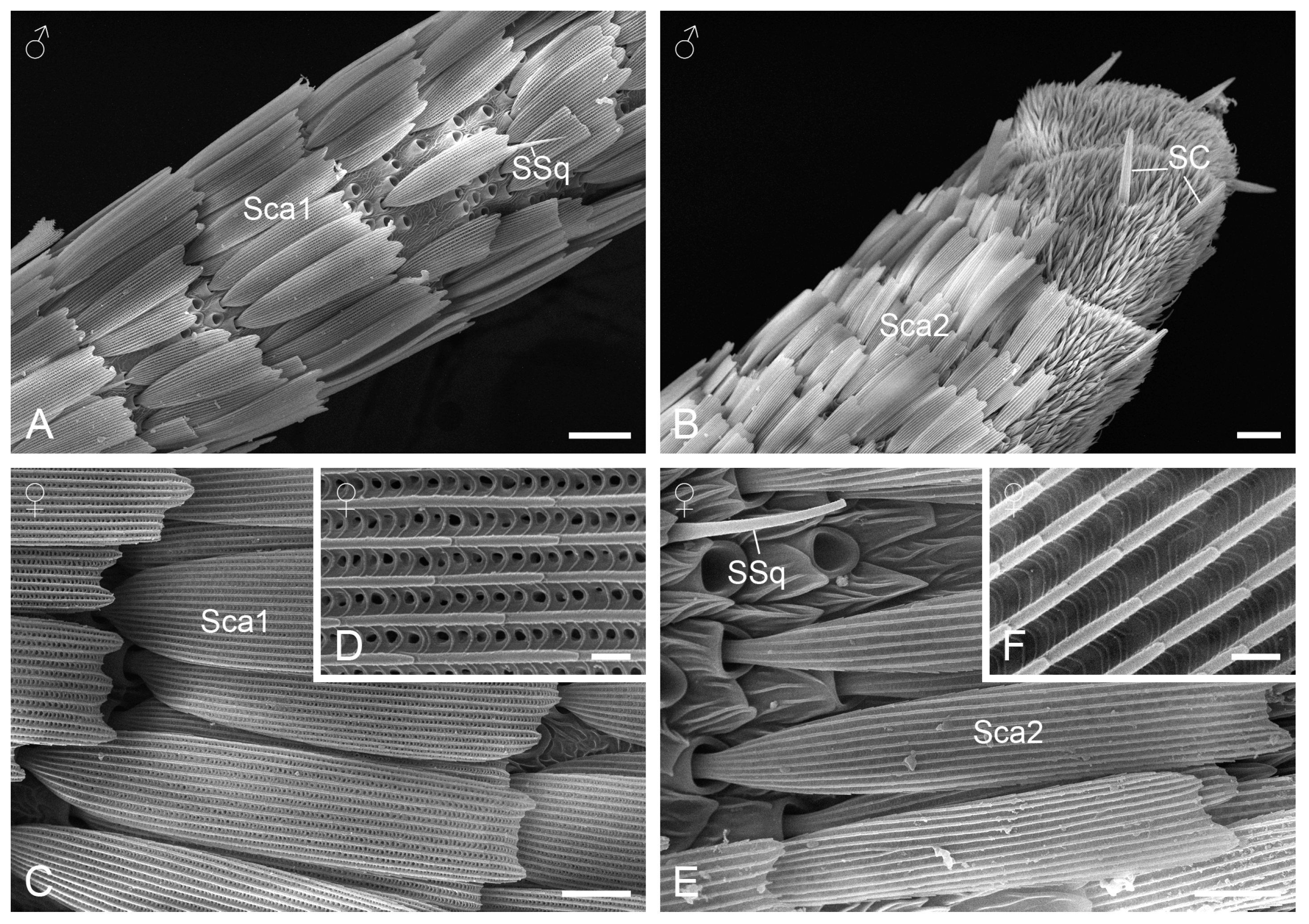 Insects 15 00698 g002 Insects 15 00698 g002