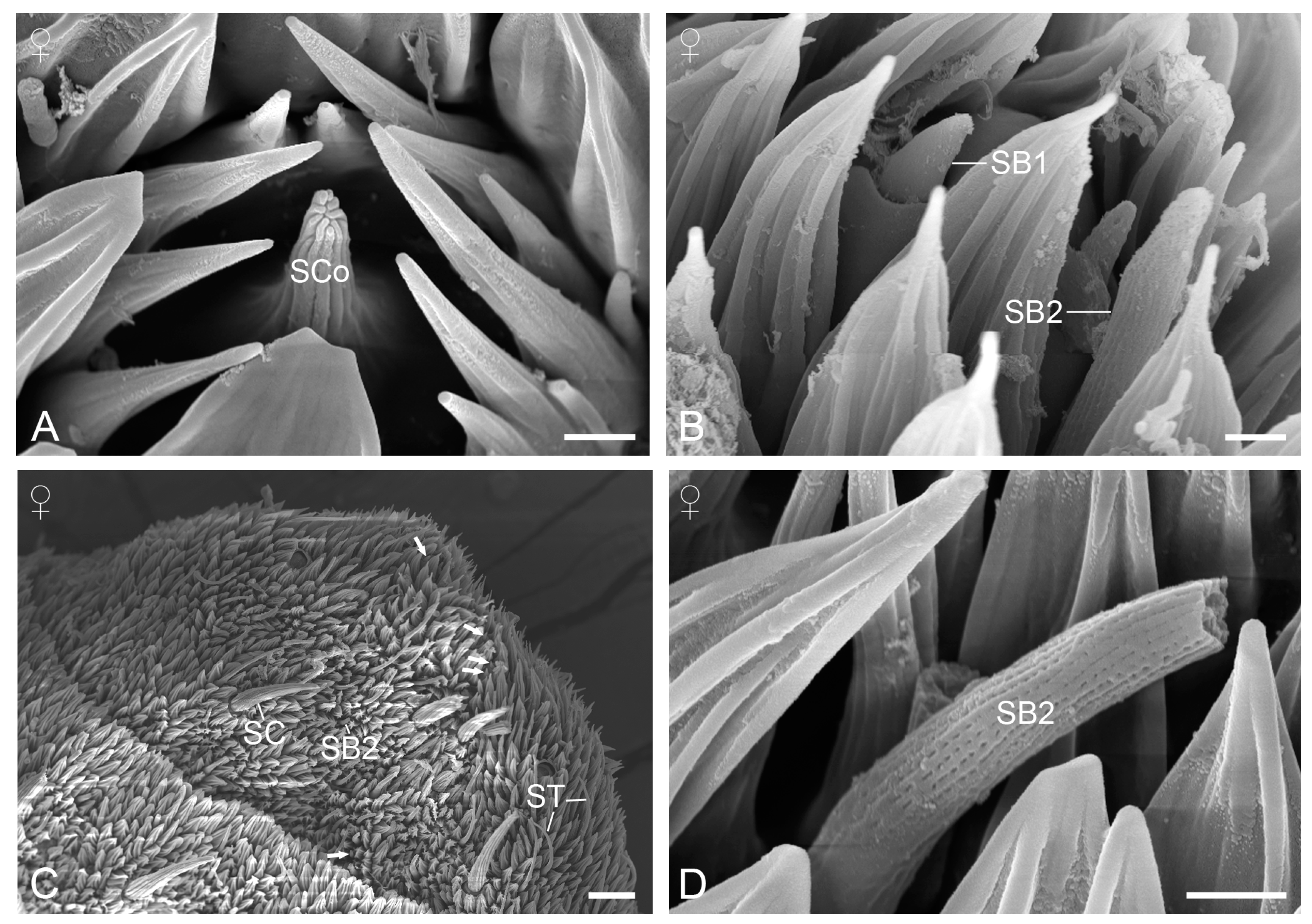 Insects 15 00698 g005 Insects 15 00698 g005