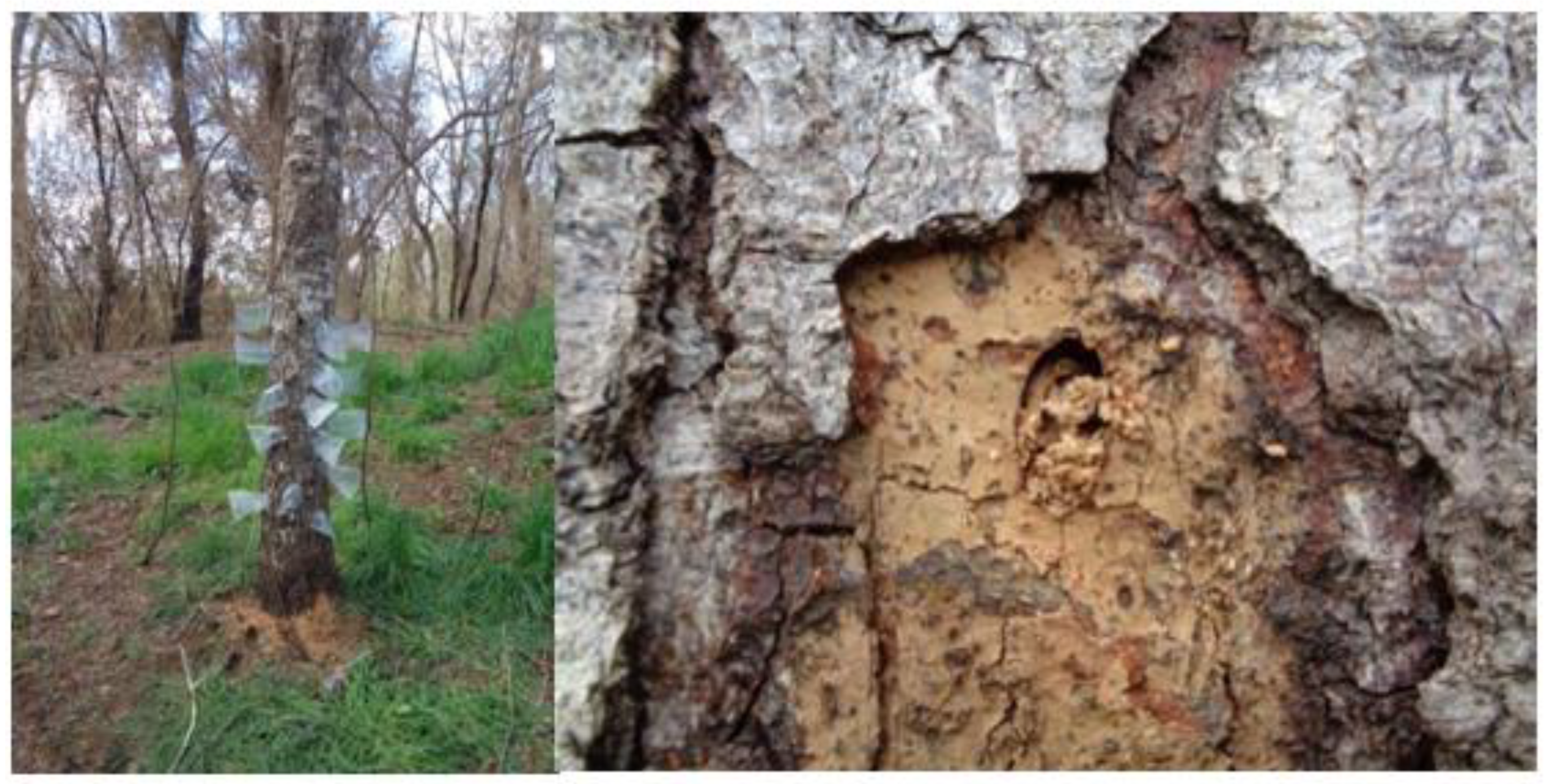 Insects 15 00741 g001 Insects 15 00741 g001