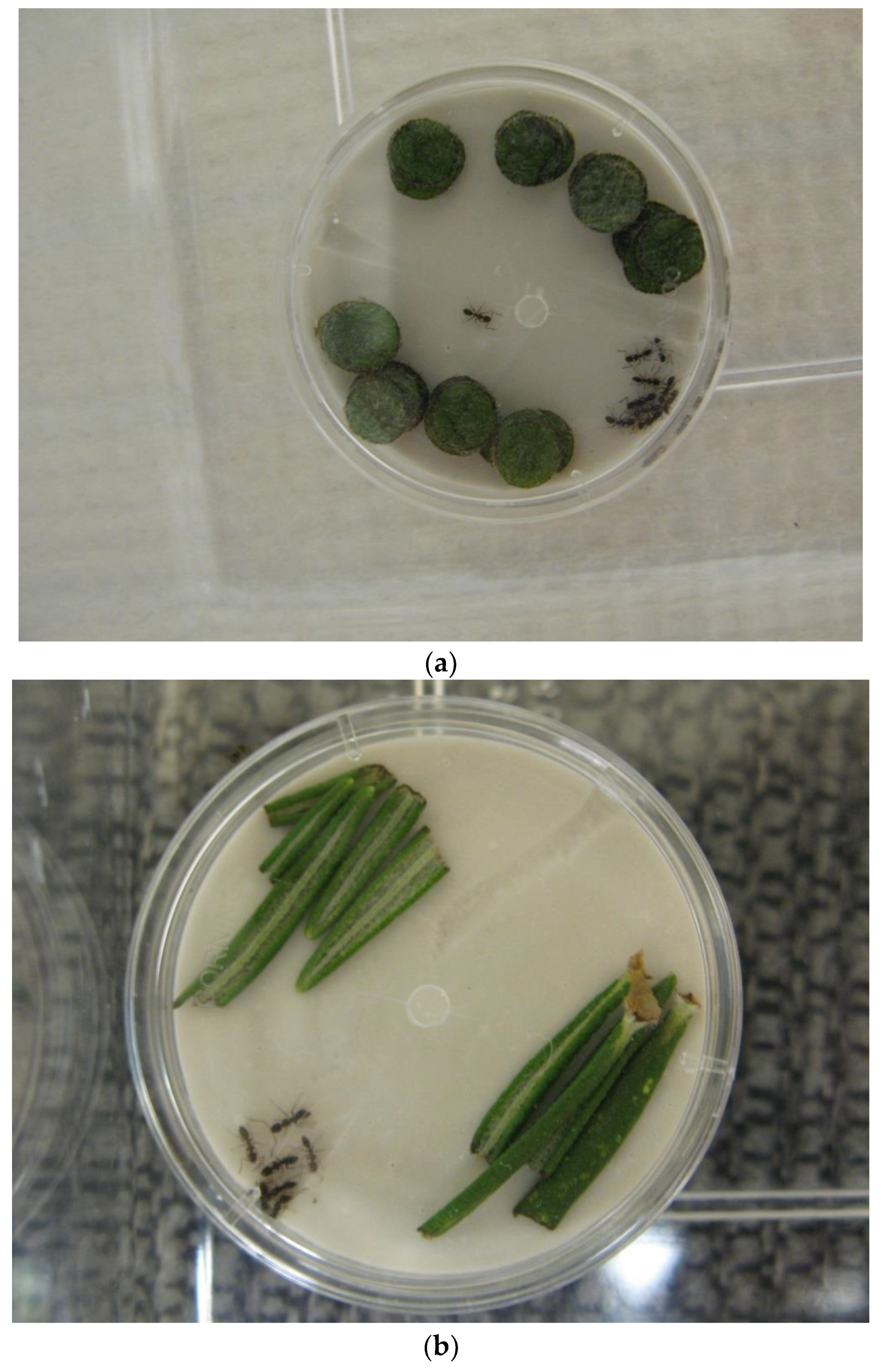 Insects 15 00768 g001 Insects 15 00768 g001