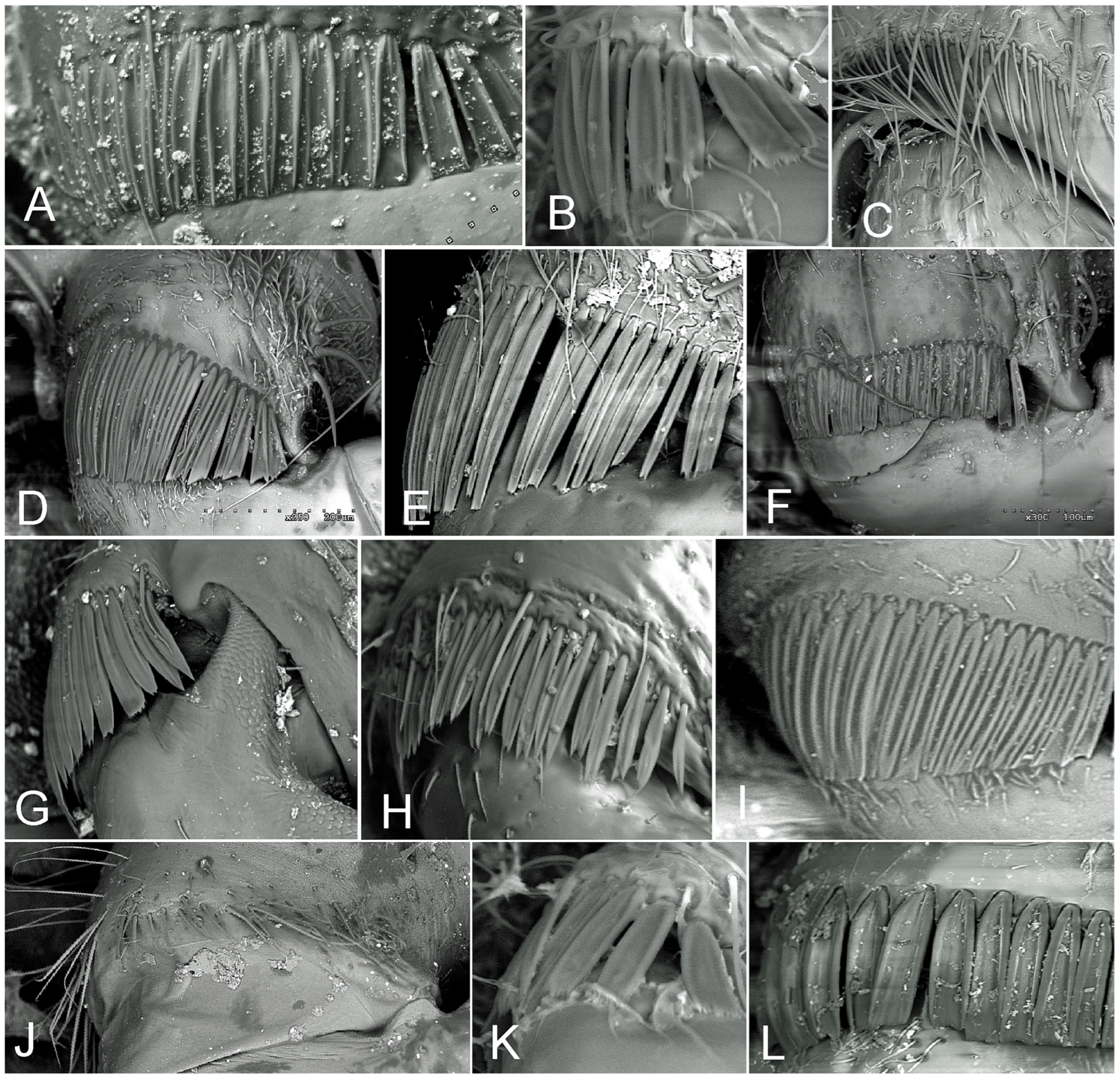 Insects 15 00792 g001