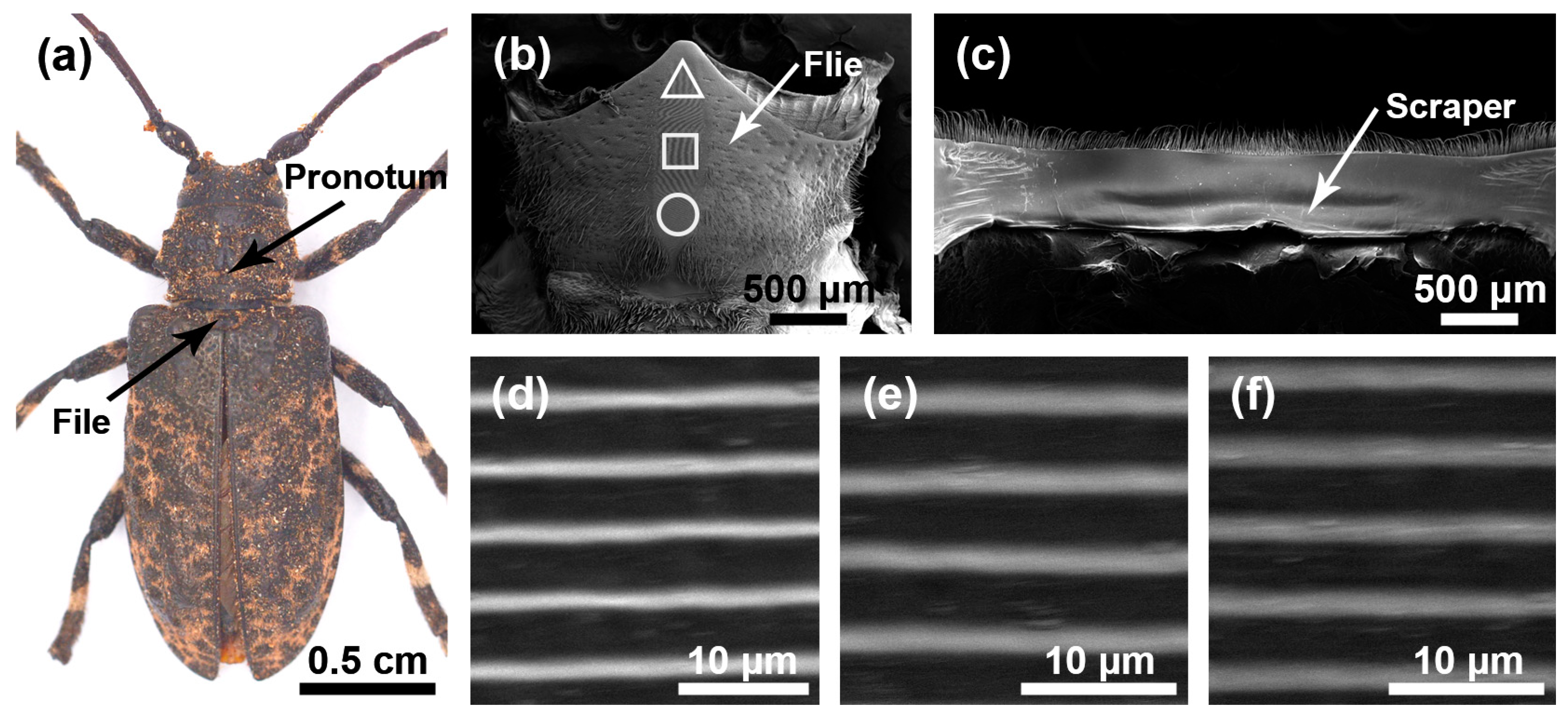 Insects 15 00849 g002