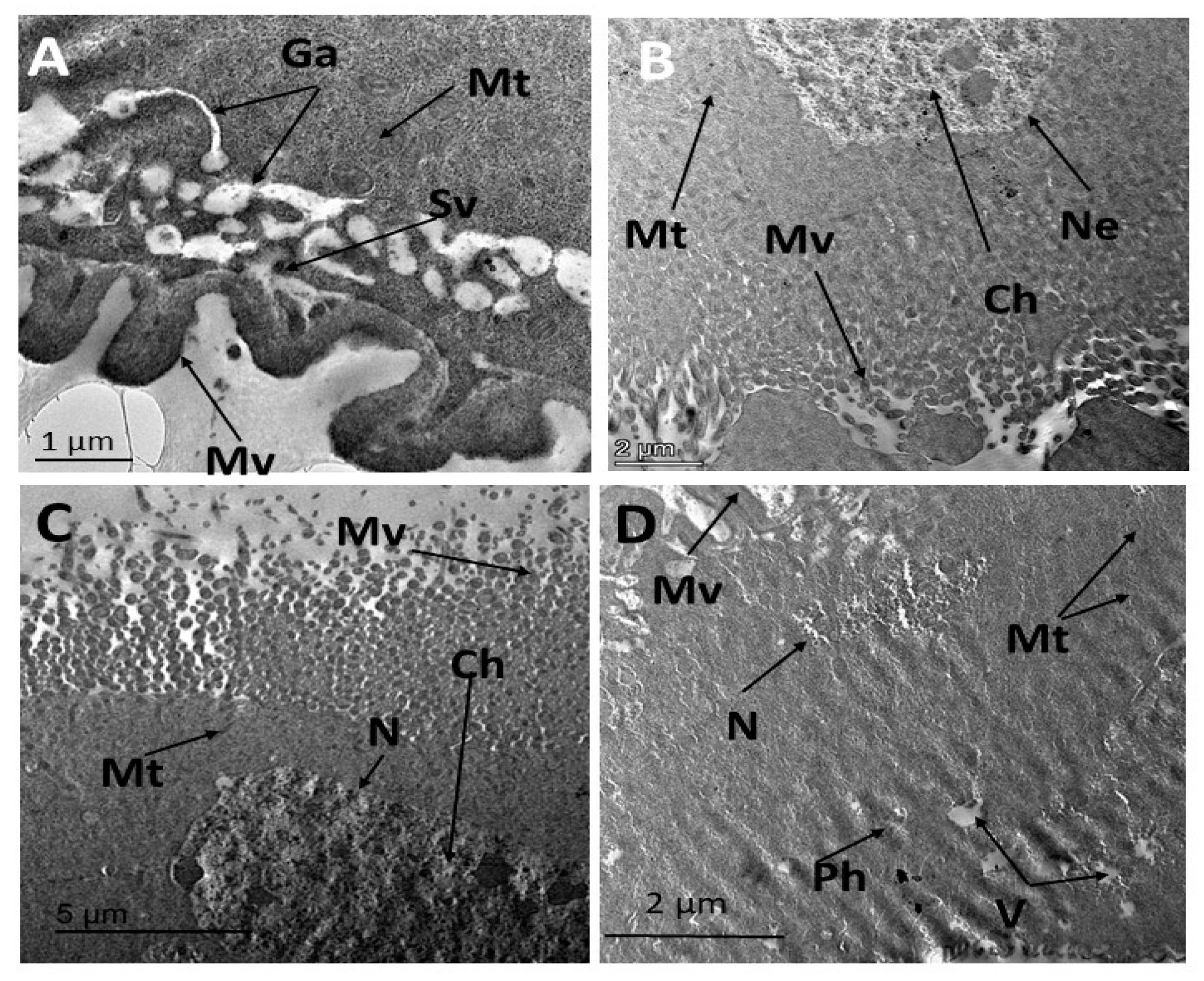 Insects 16 00072 g004 Insects 16 00072 g004