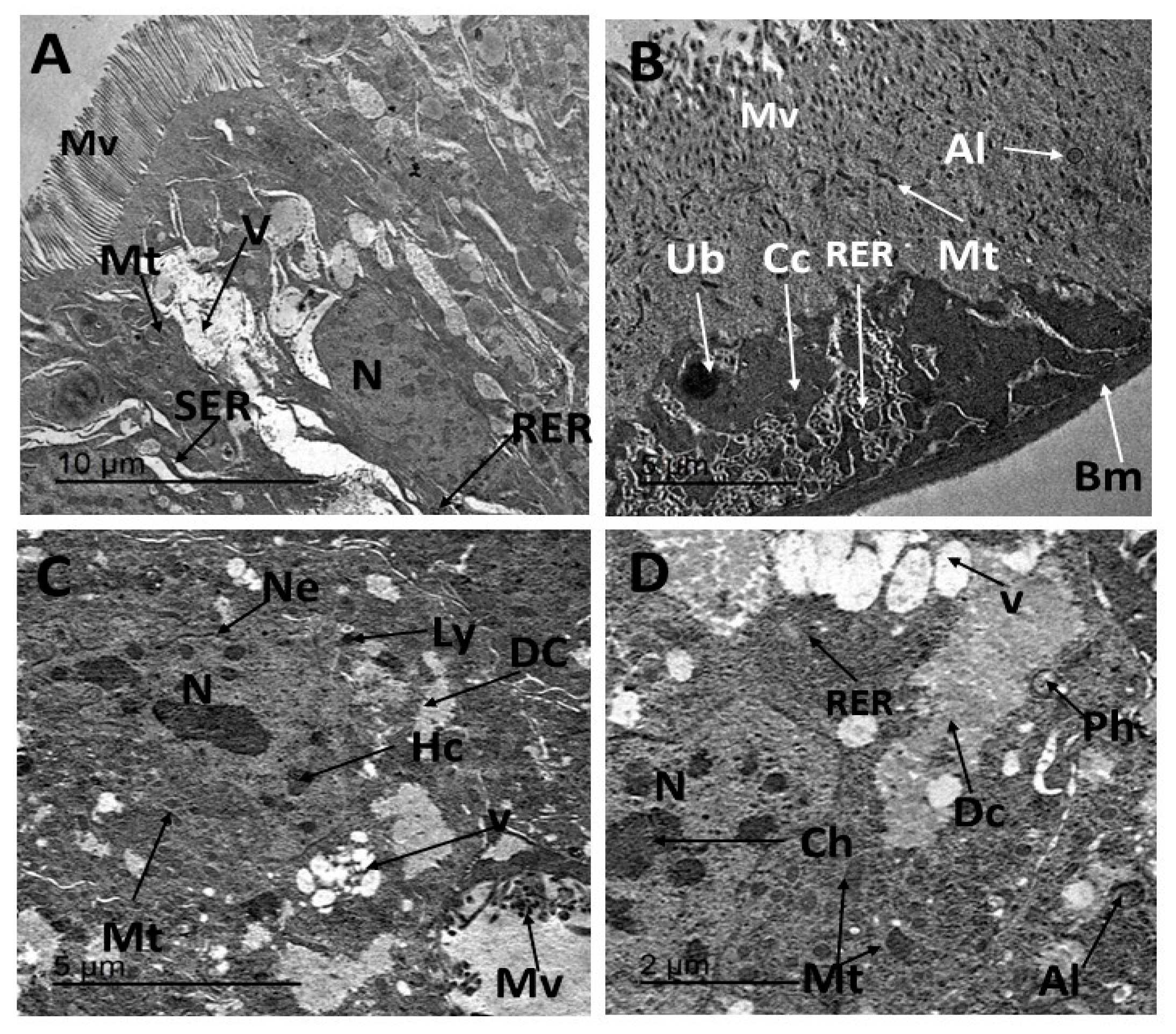 Insects 16 00072 g005 Insects 16 00072 g005