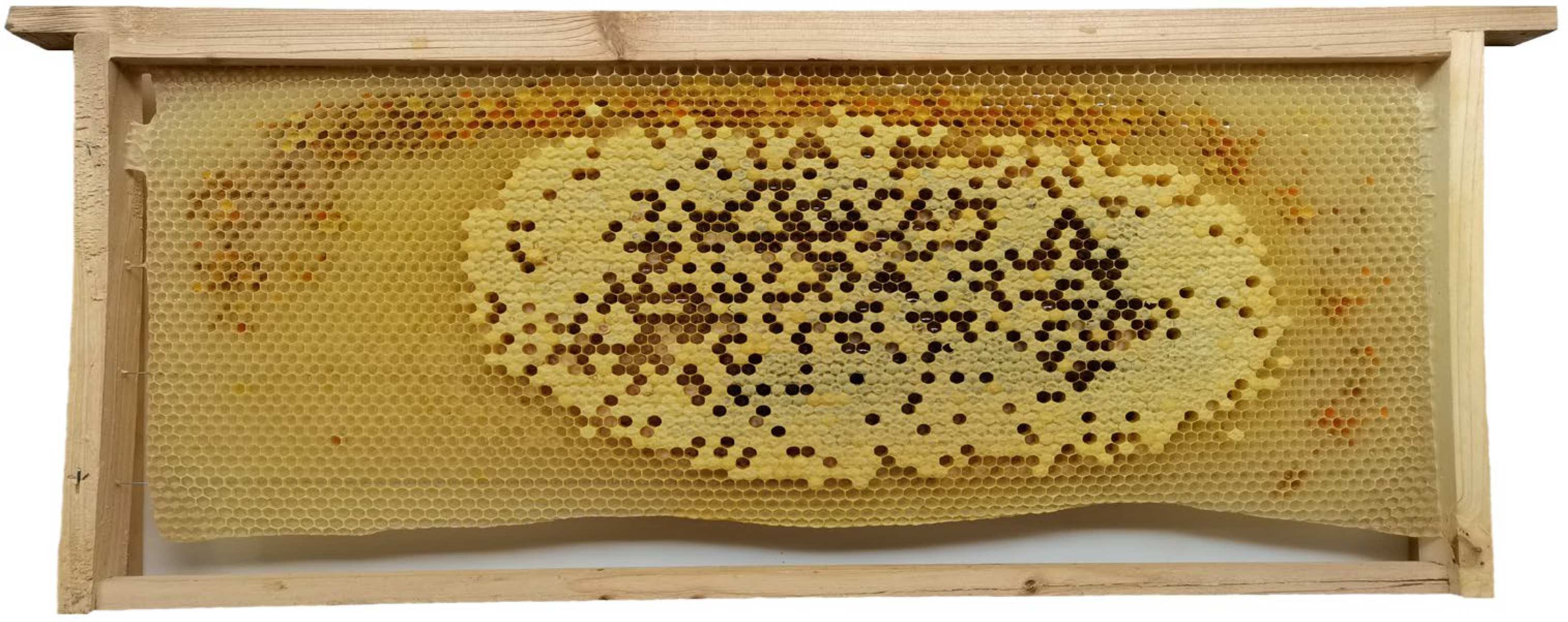 Insects 16 00104 g005