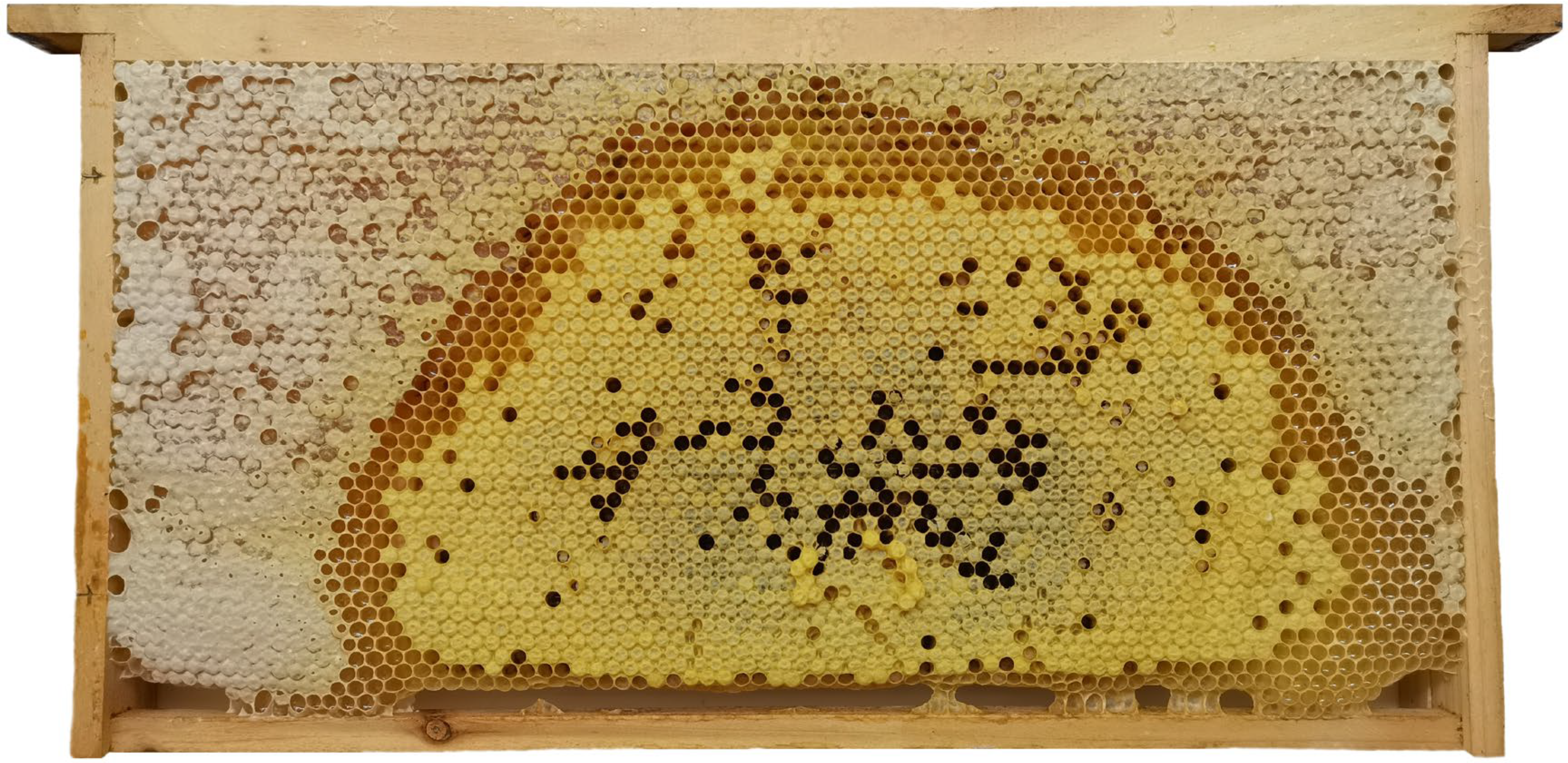 Insects 16 00104 g006