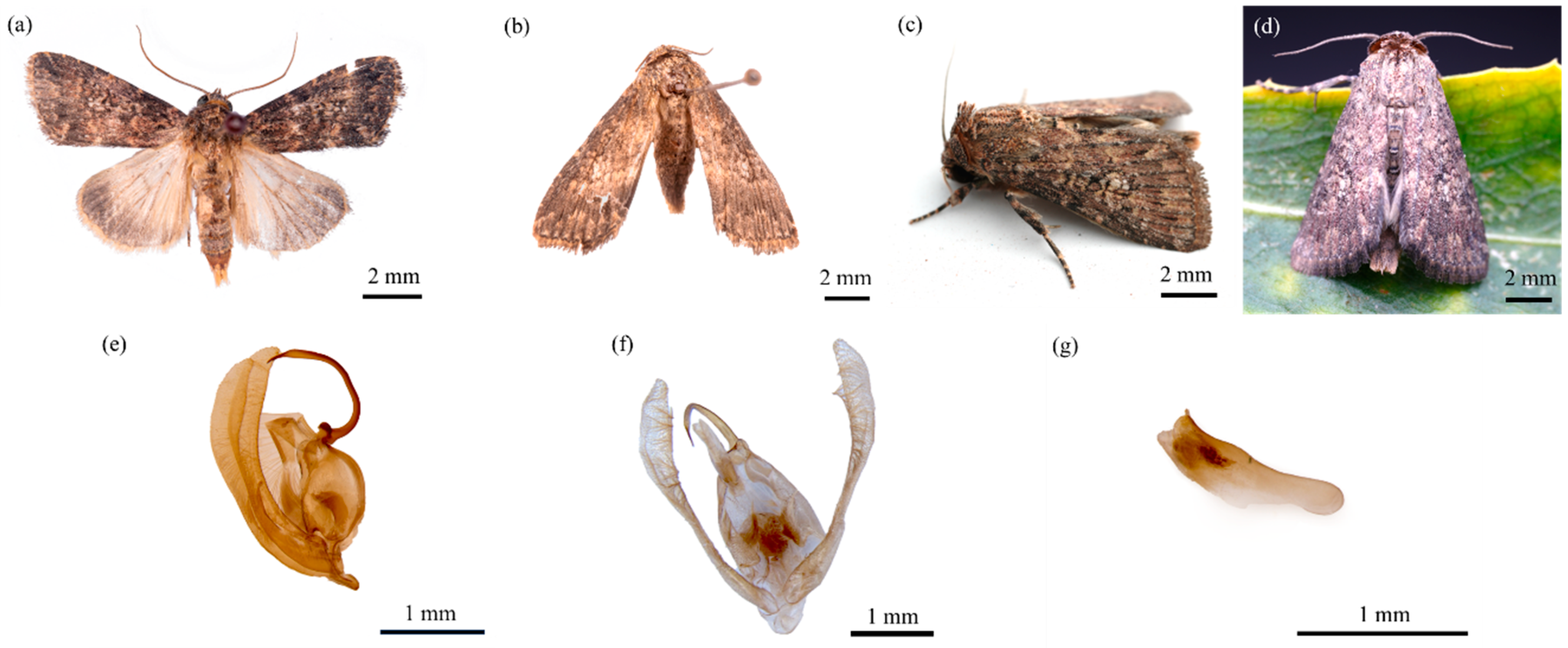 Insects 16 00130 g004