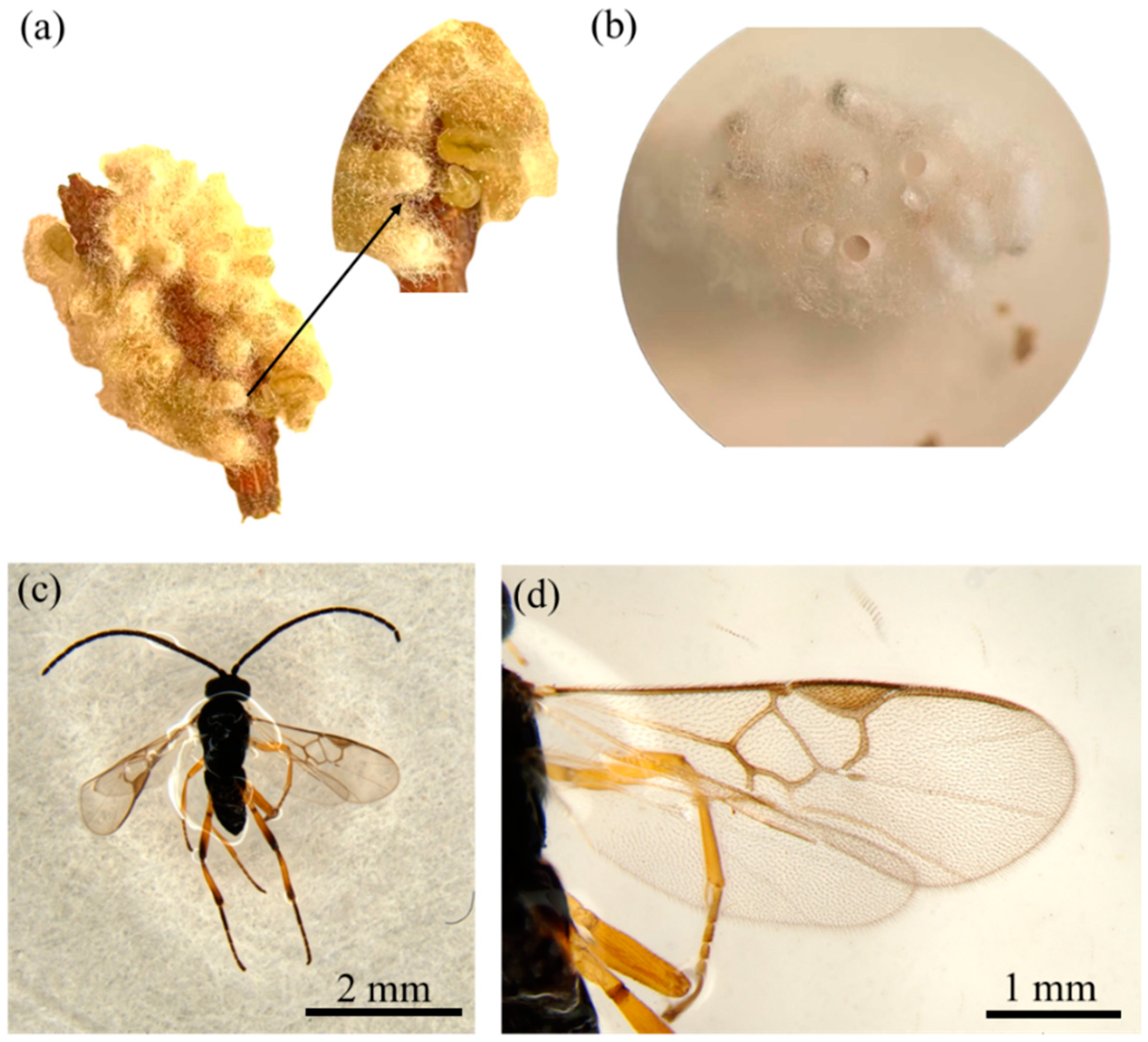 Insects 16 00130 g011