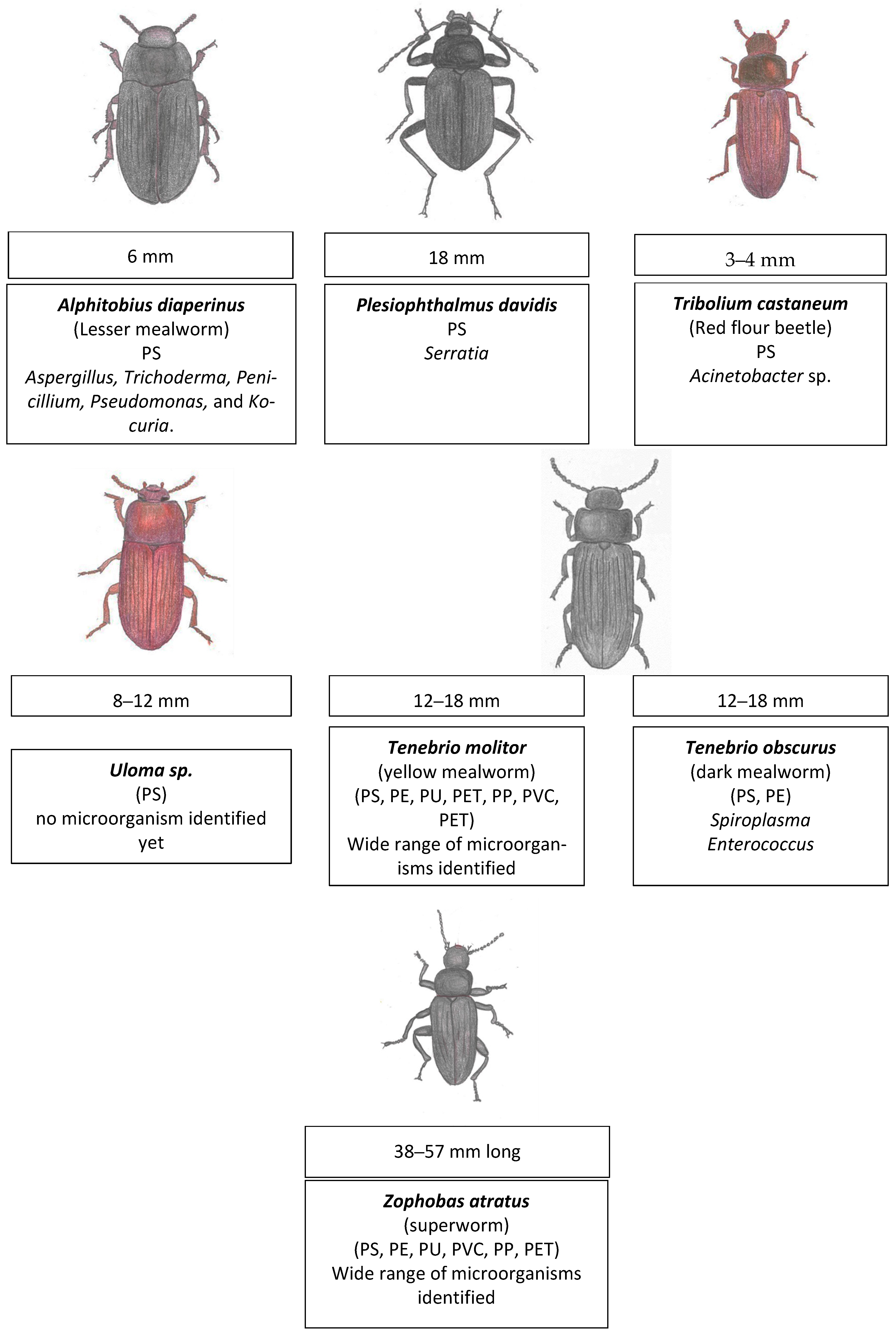 Insects 16 00165 g008 Insects 16 00165 g008