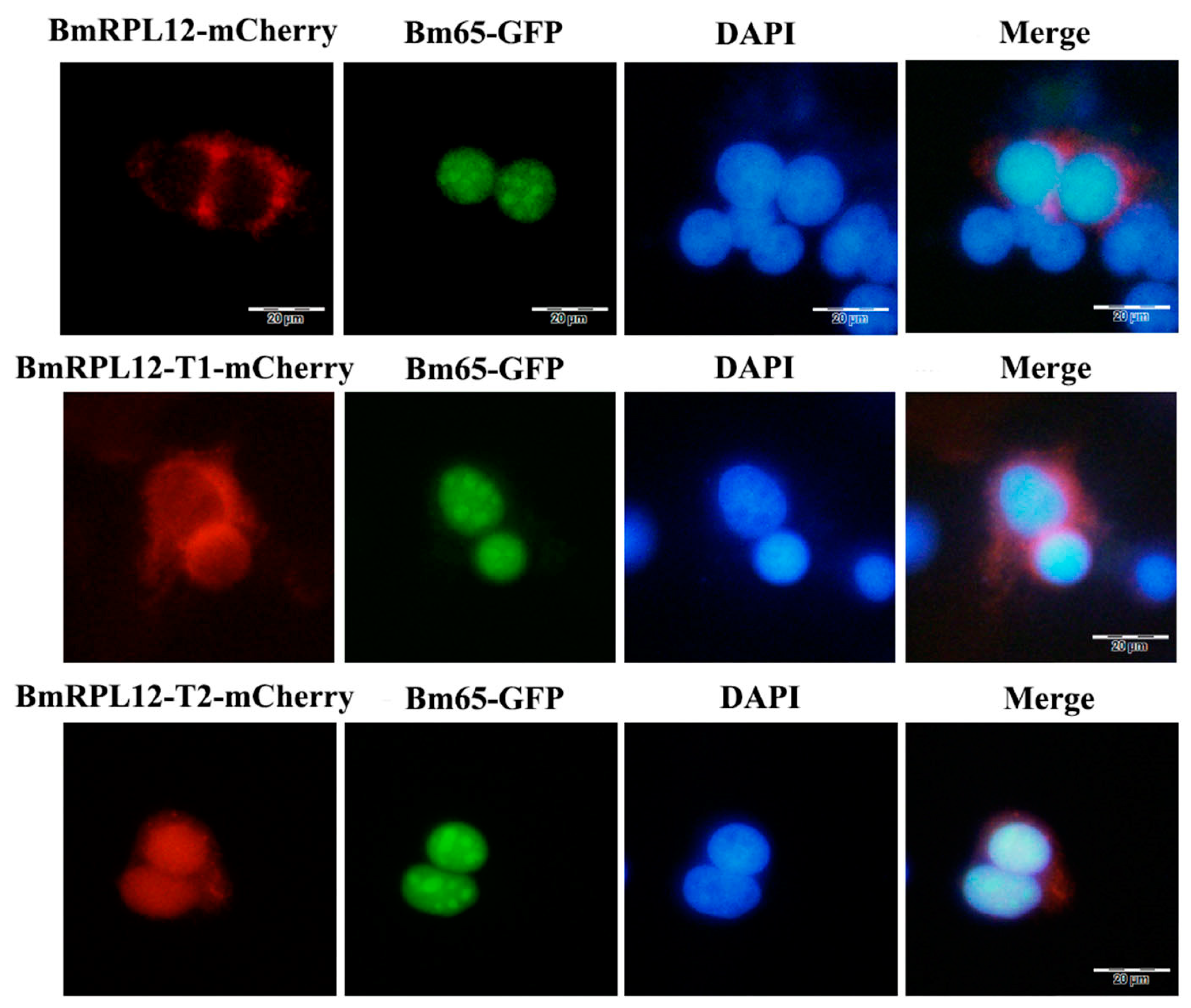 Insects 16 00187 g006