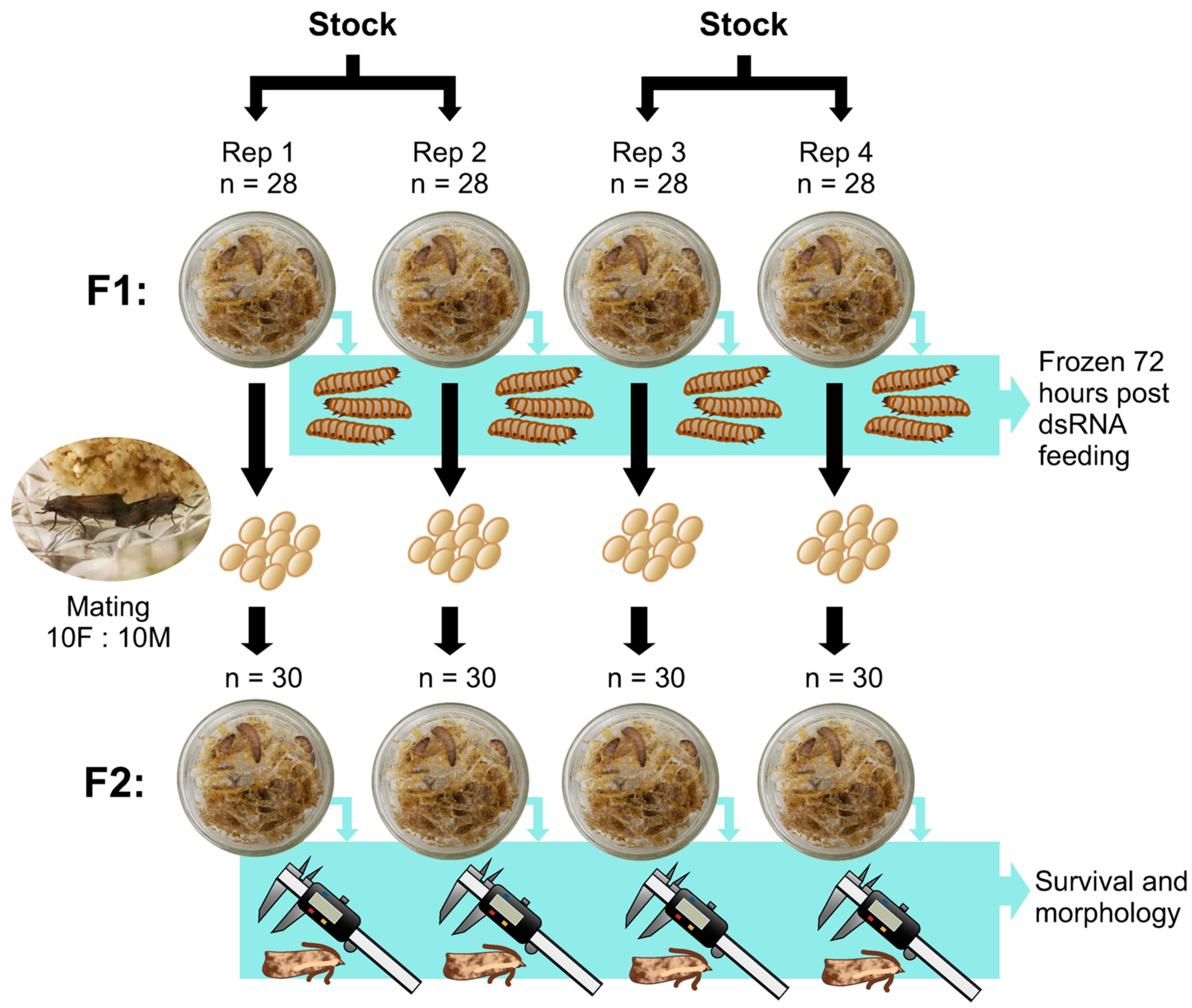 Insects 16 00317 g001