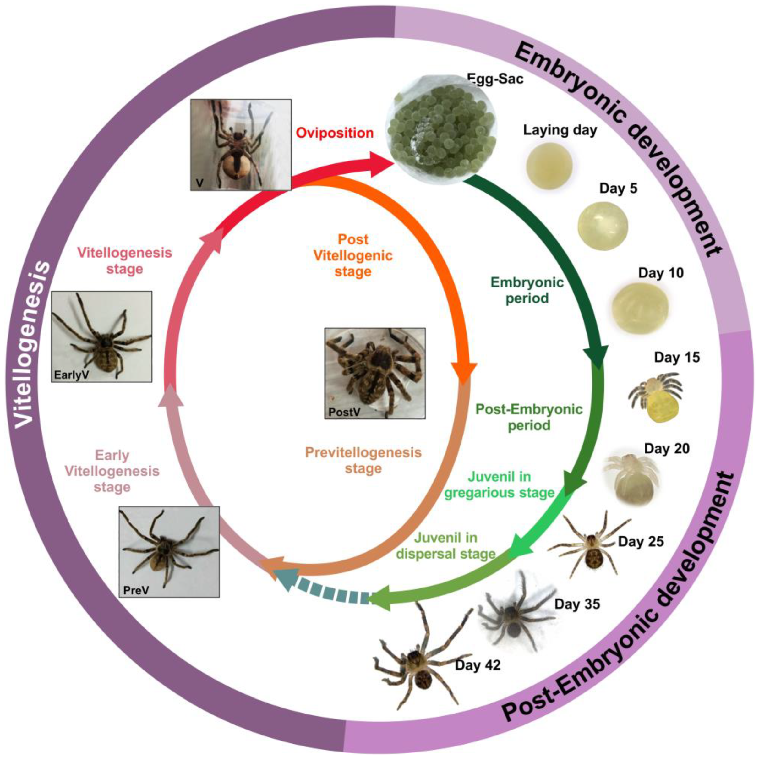 Insects 16 00398 g001
