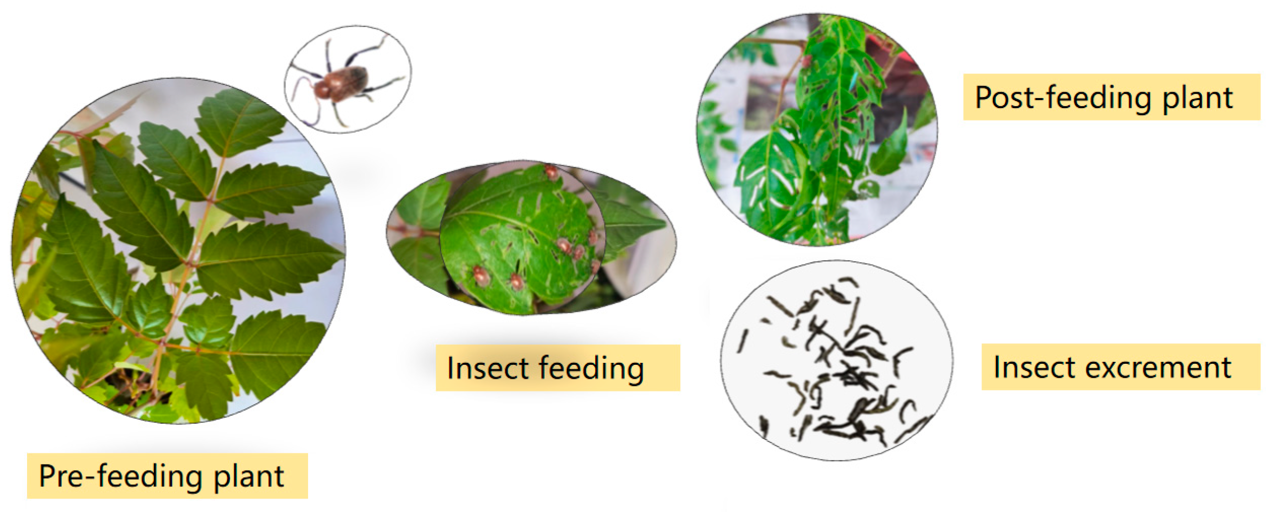 Insects 16 00399 g001