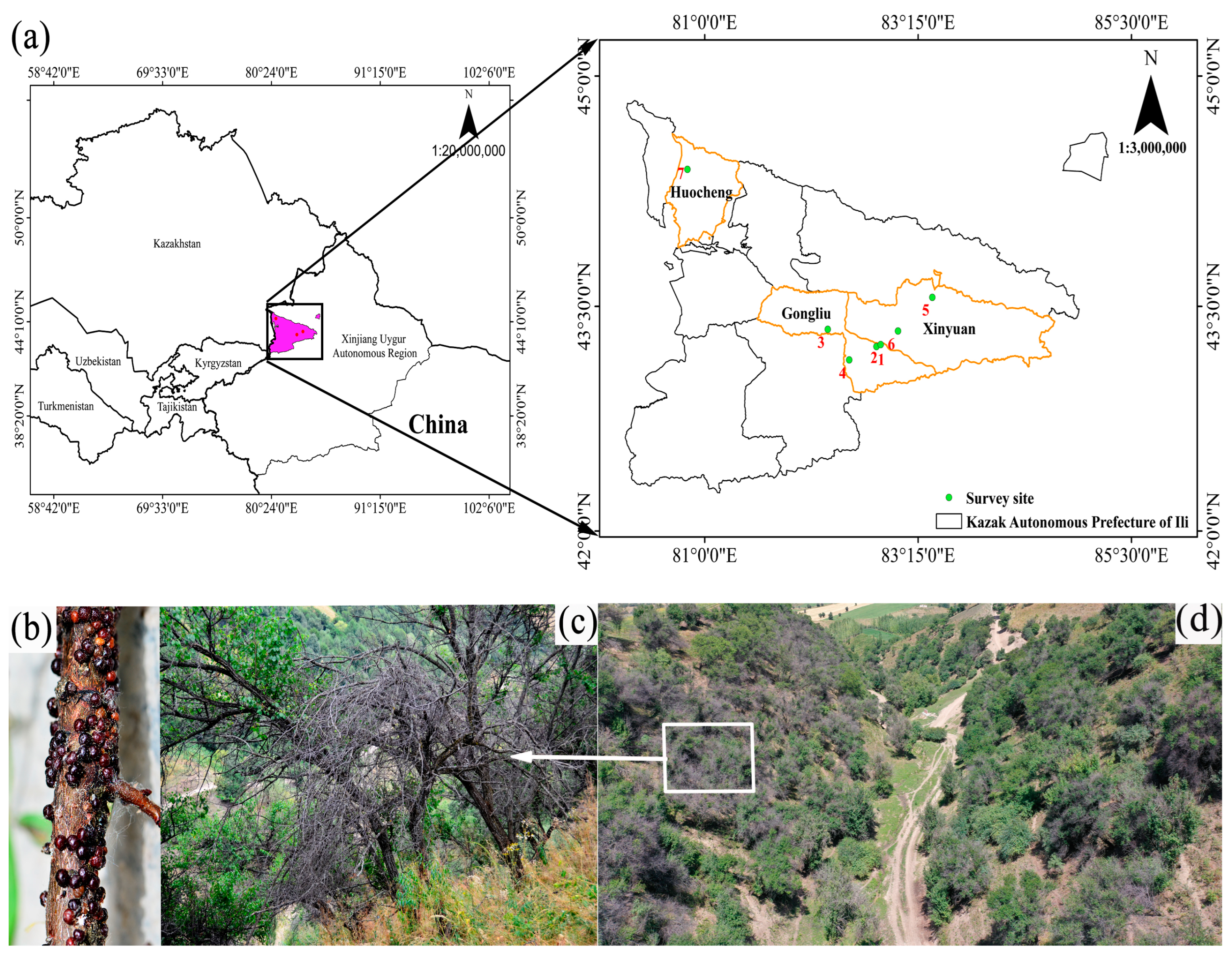 Insects 16 00409 g001