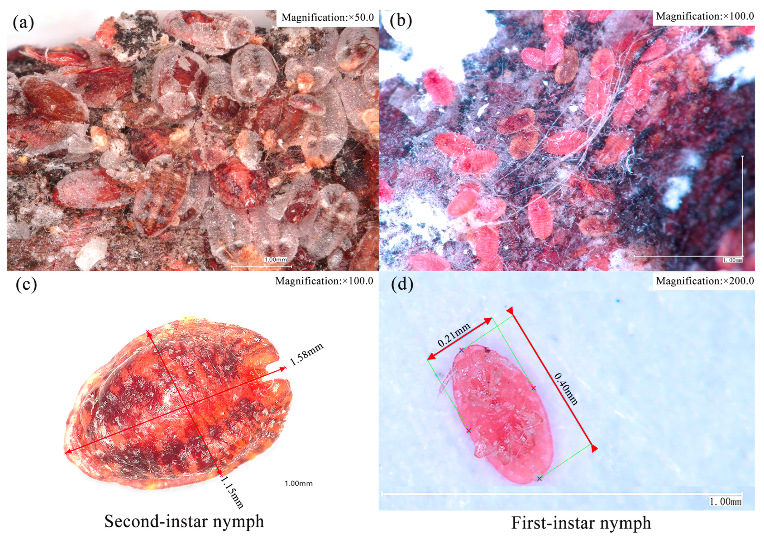 Insects 16 00409 g002