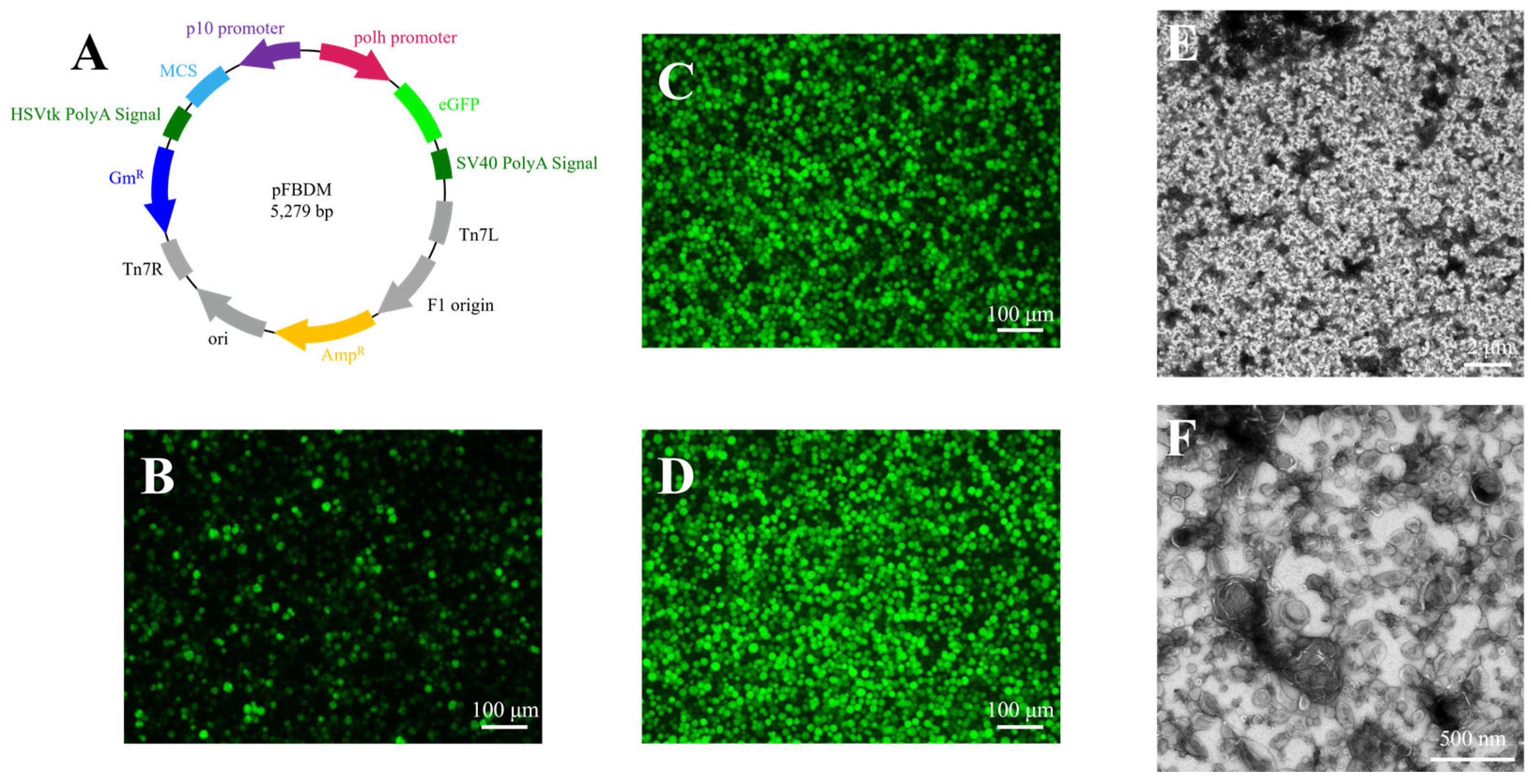 Insects 16 00424 g001