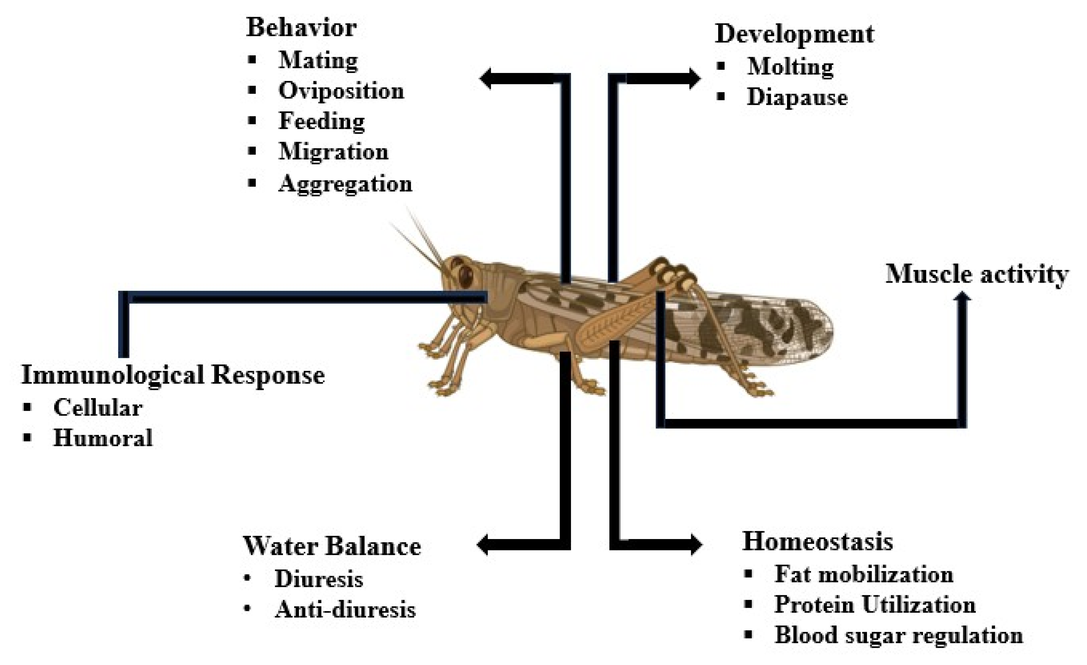 Insects 16 00506 g001 Insects 16 00506 g001