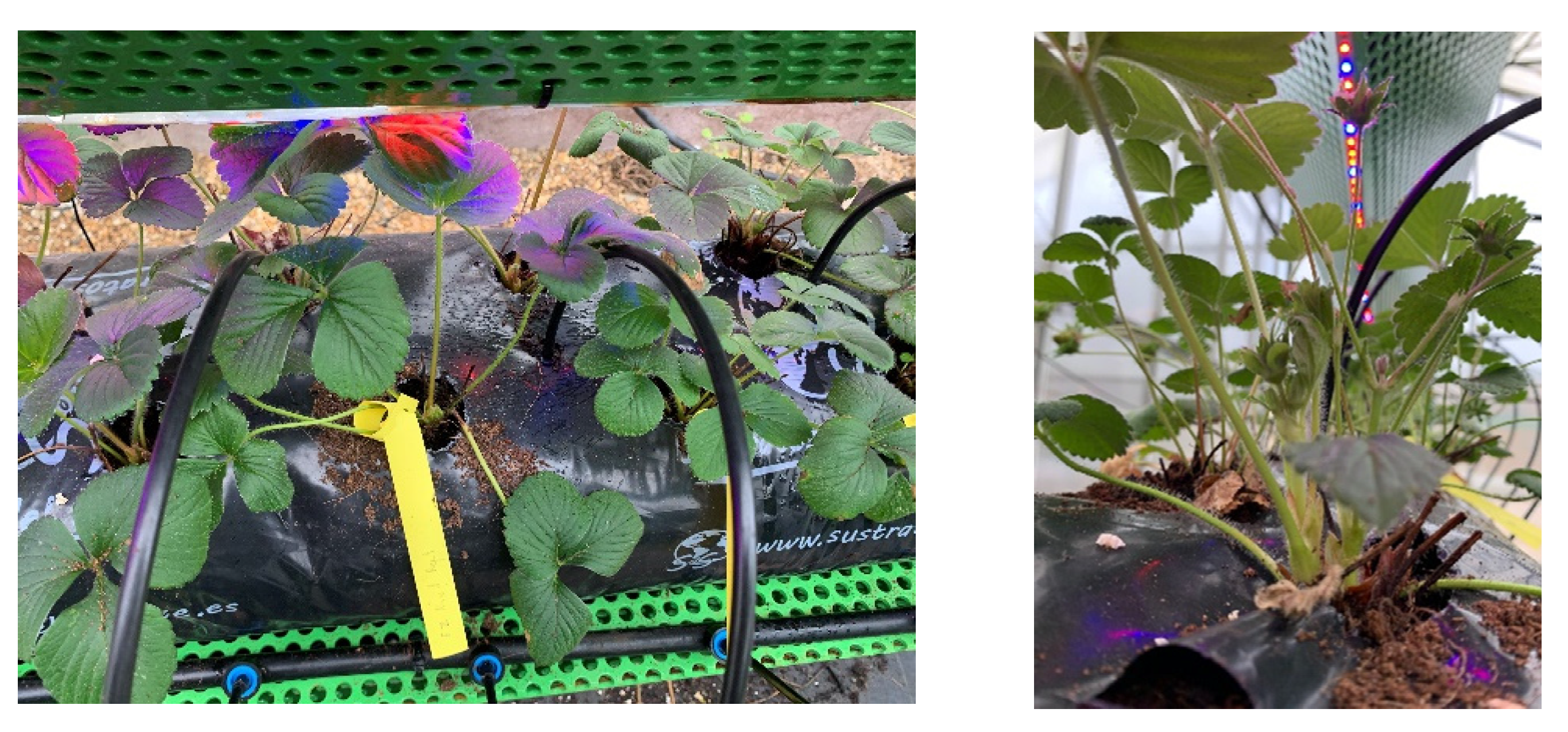 Inventions 06 00068 g011