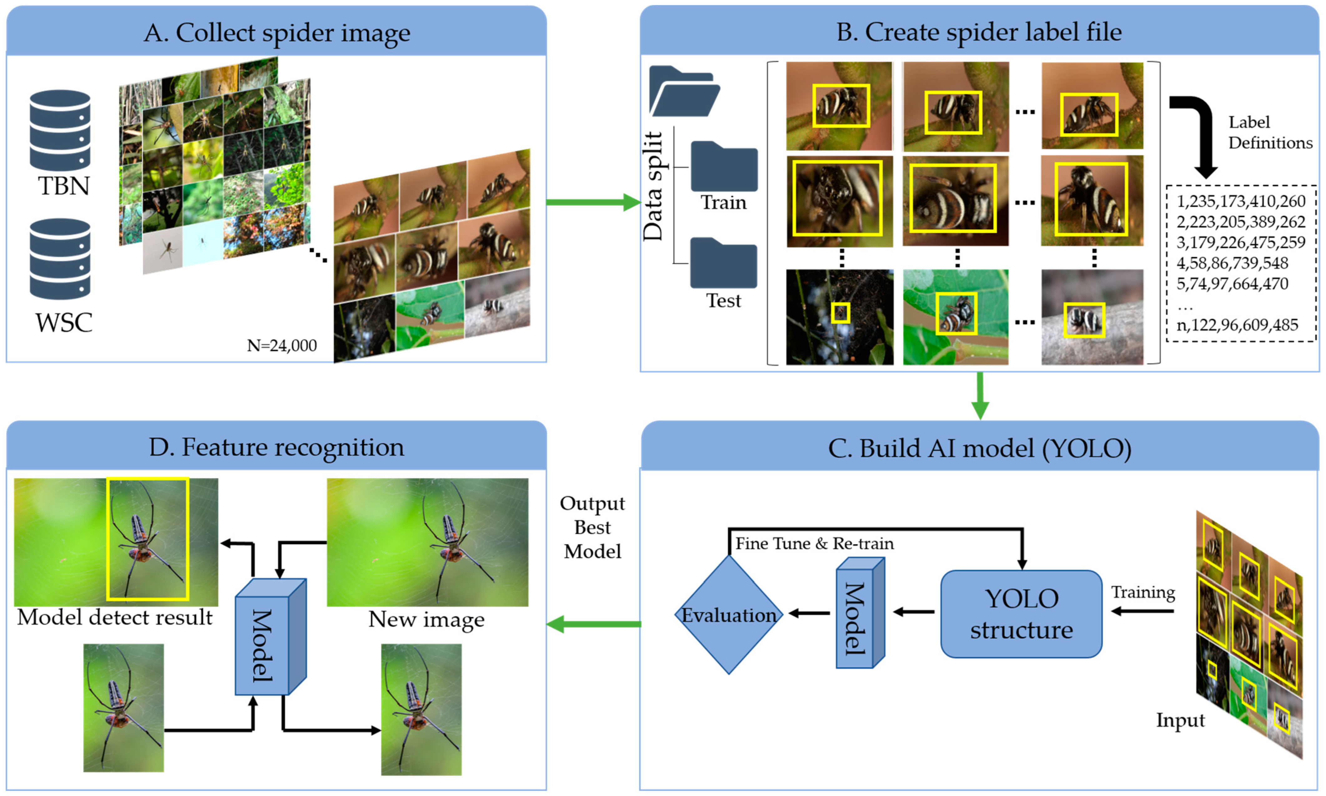 Velvet Spider Facts, Identifications, & Pictures in 2023  Spider fact, Spider  species, Spider identification chart