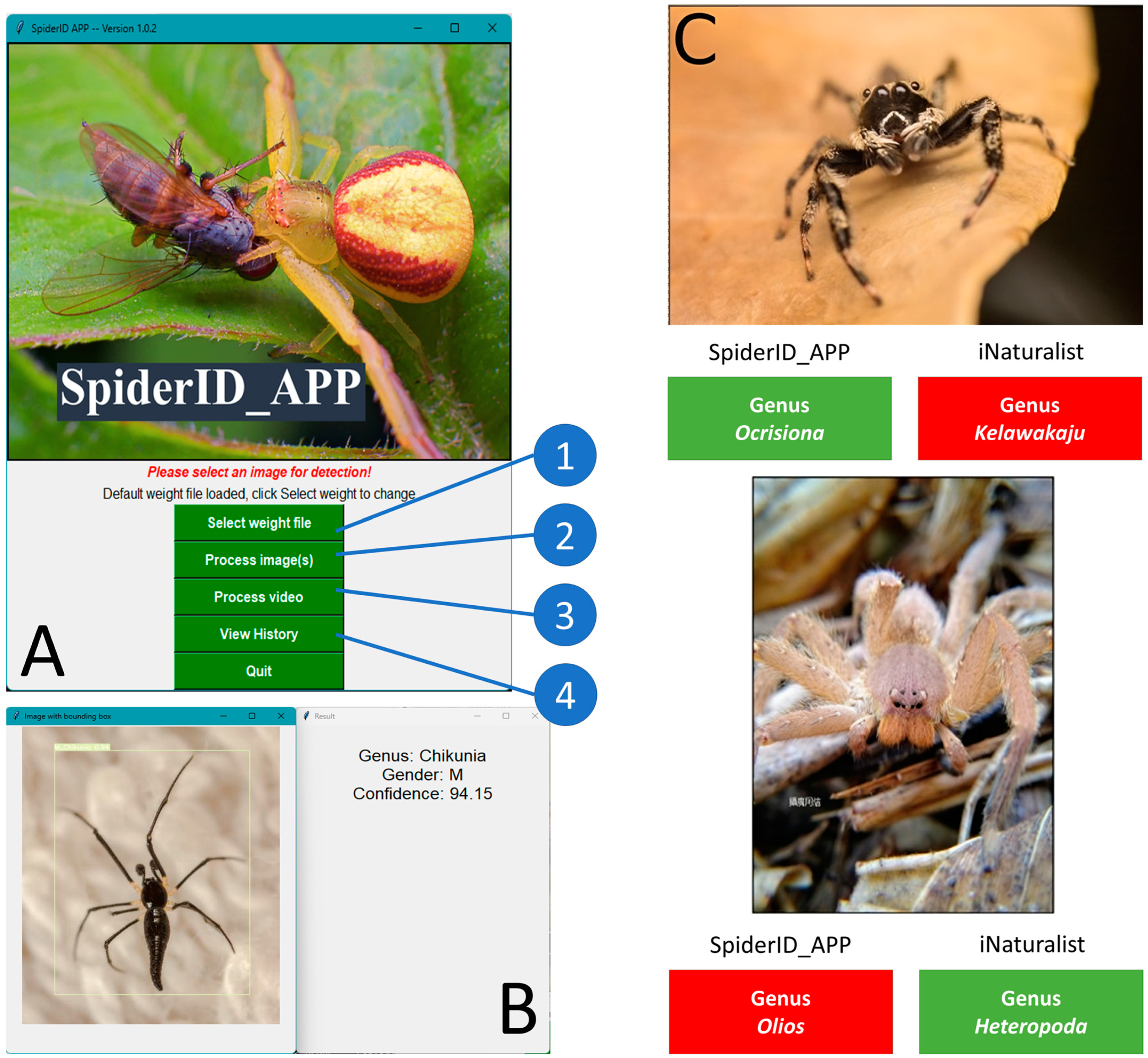 Velvet Spider Facts, Identifications, & Pictures in 2023  Spider fact, Spider  species, Spider identification chart