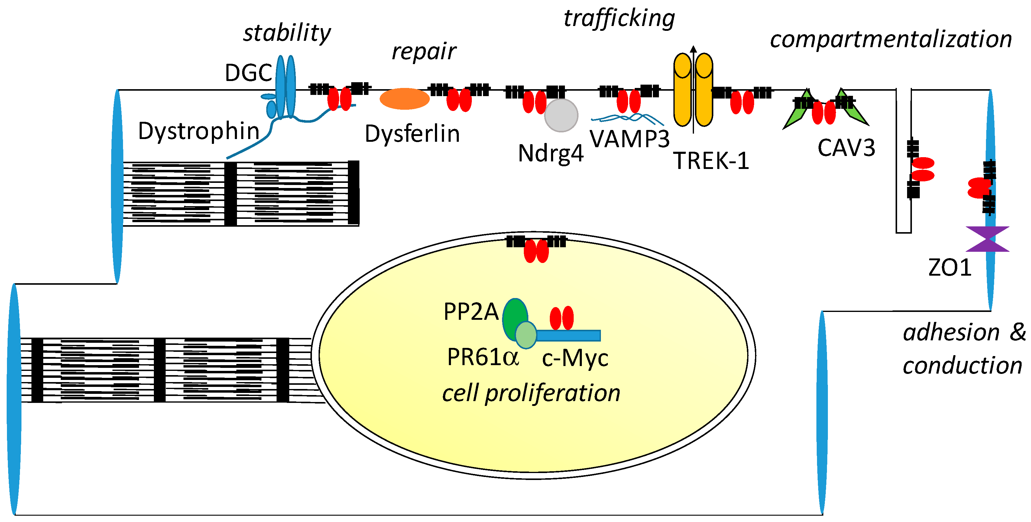 JCDD | Free Full-Text | The Popeye Domain Containing Genes and Their  Function in Striated Muscle | HTML