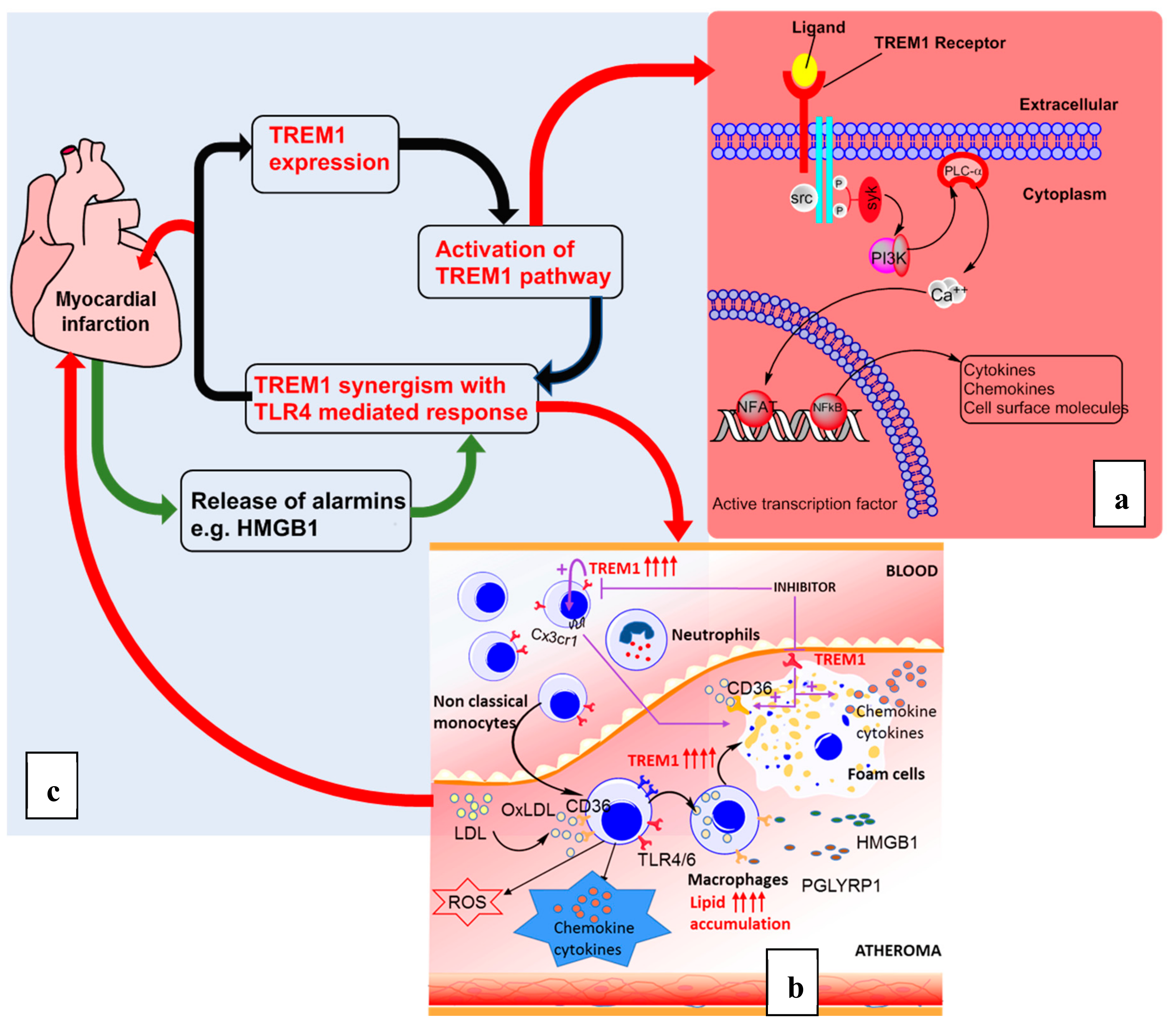 Jcdd Free Full Text Trem 1 Is It A Pivotal Target For 