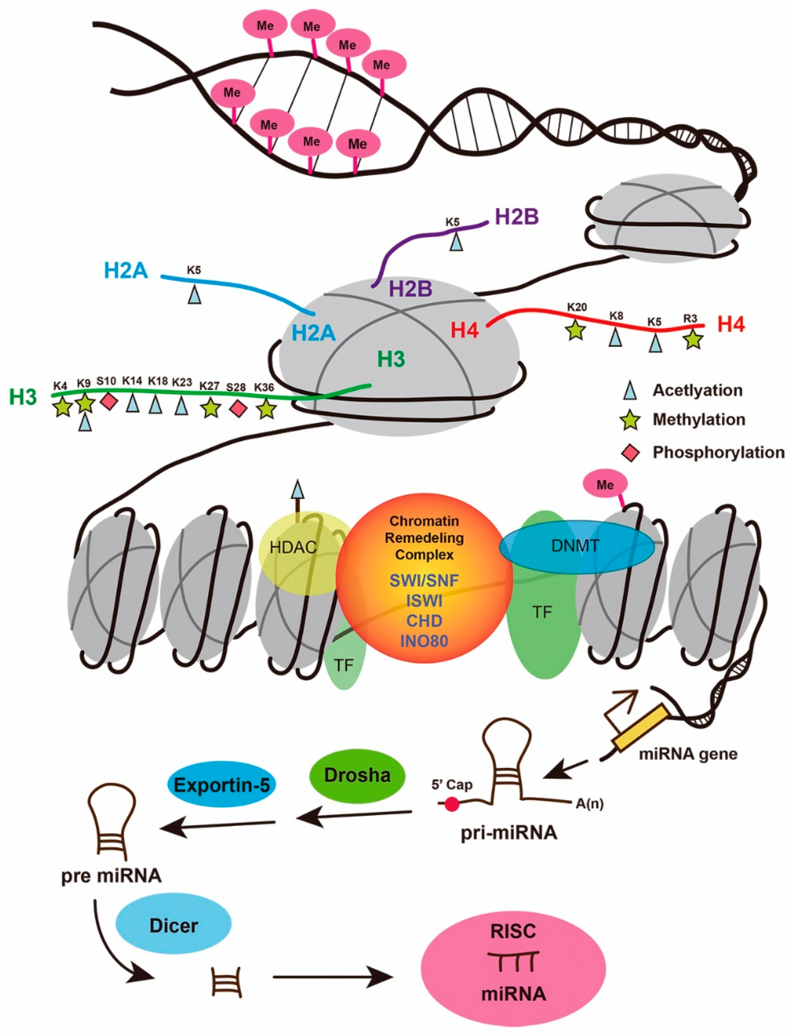 JCDD | Free Full-Text | Epigenetic Regulation of Organ Regeneration in  Zebrafish