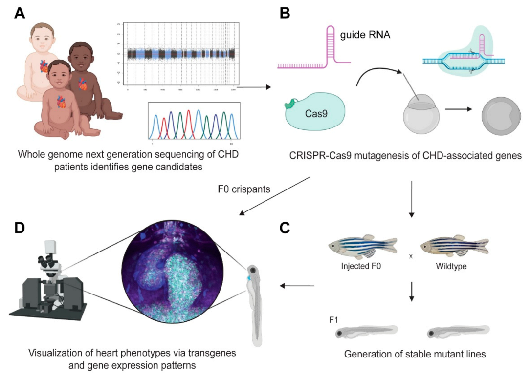 Jcdd 08 00017 g003 Jcdd 08 00017 g003