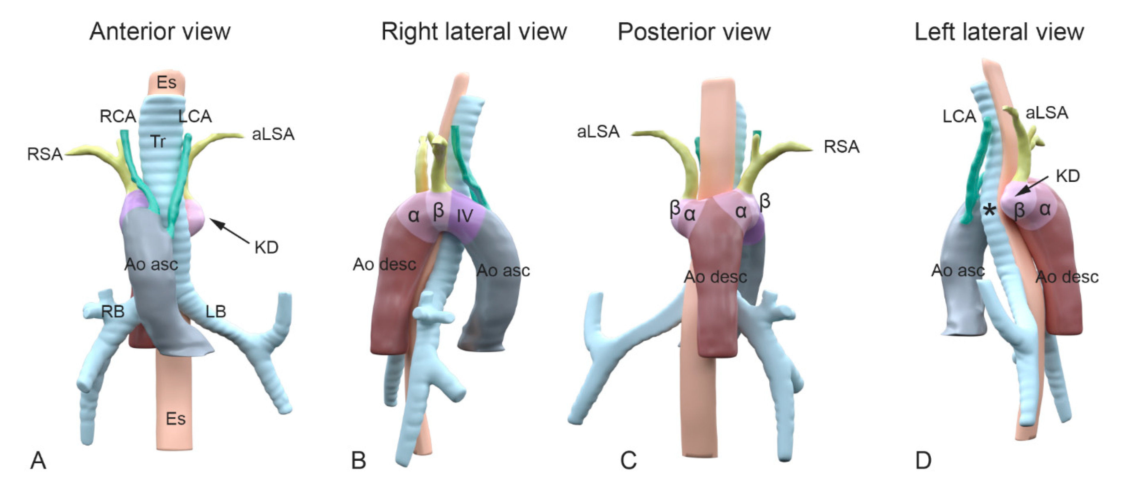 Jcdd 08 00025 g002 Jcdd 08 00025 g002