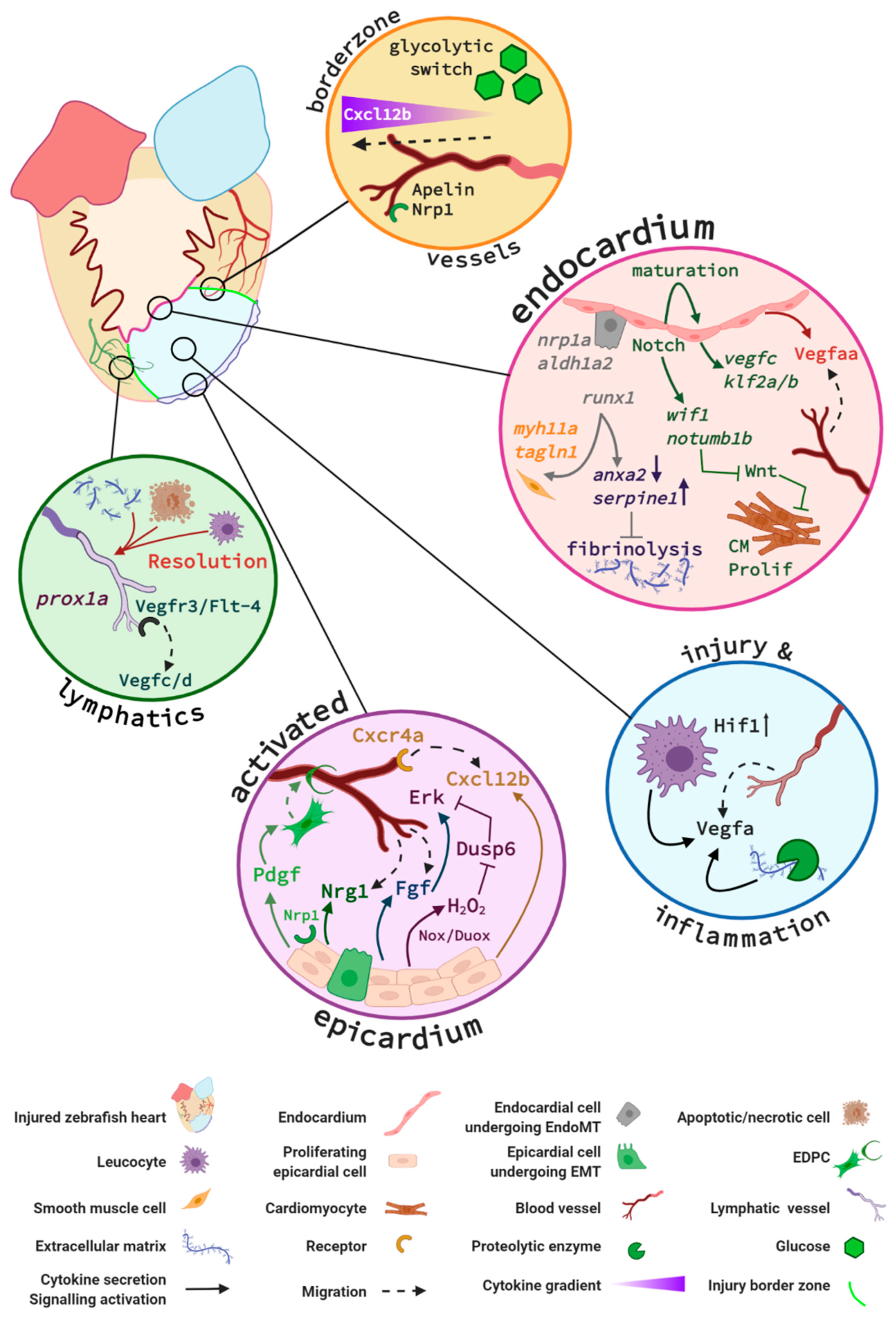 Jcdd 08 00049 g004 Jcdd 08 00049 g004