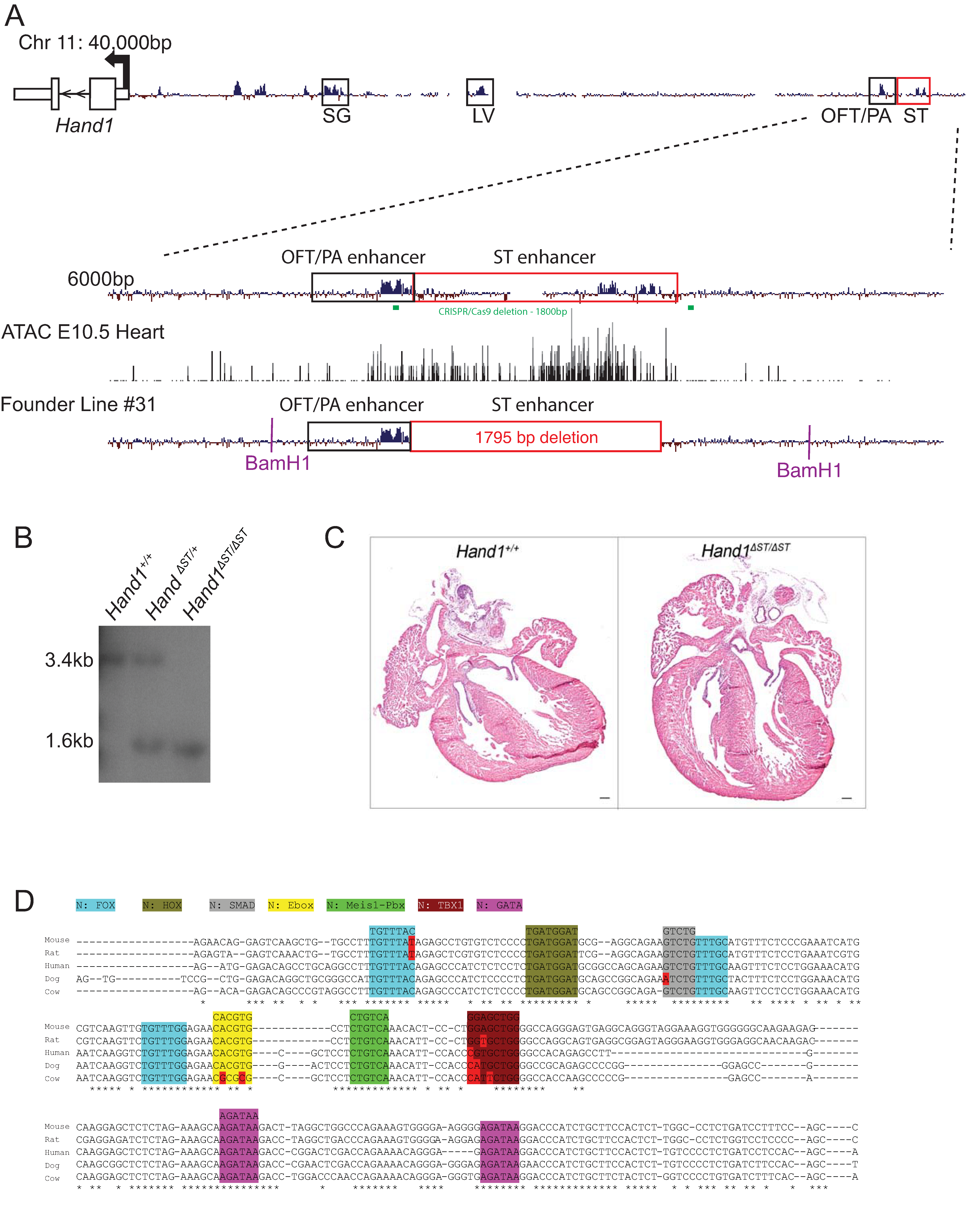 Jcdd 08 00050 g001 Jcdd 08 00050 g001